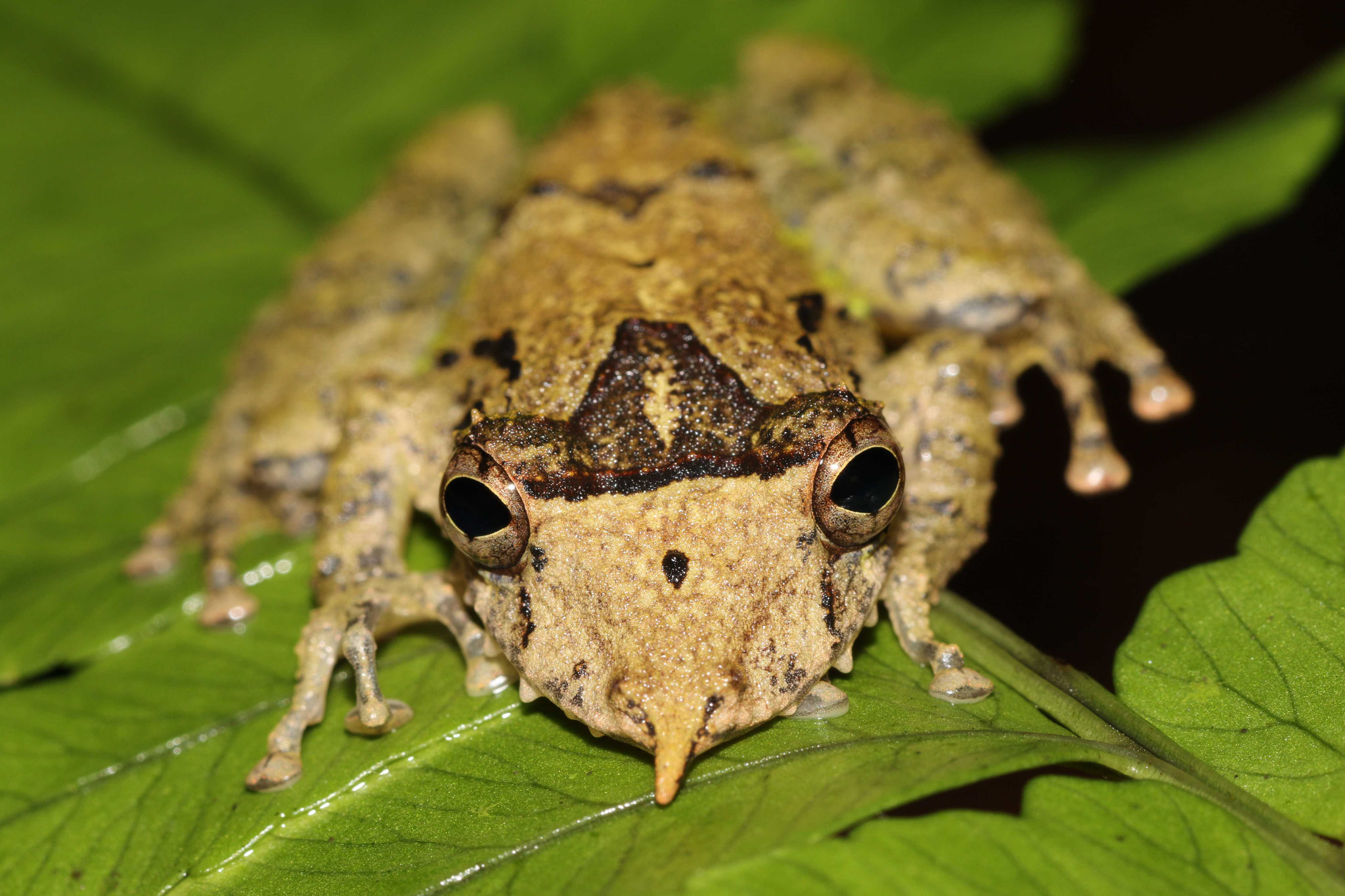 Scinax proboscideus
