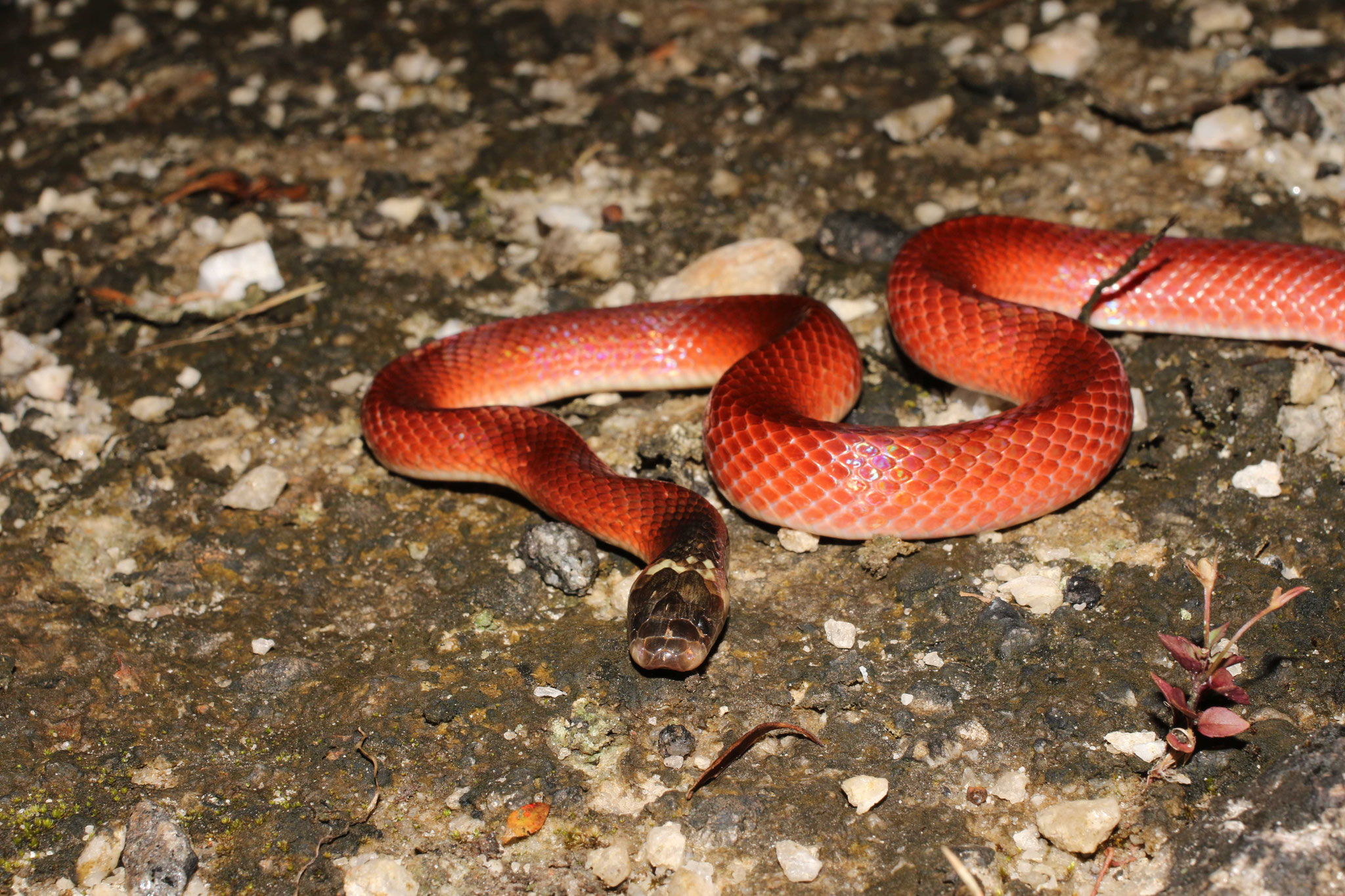 Pseudoboa coronata