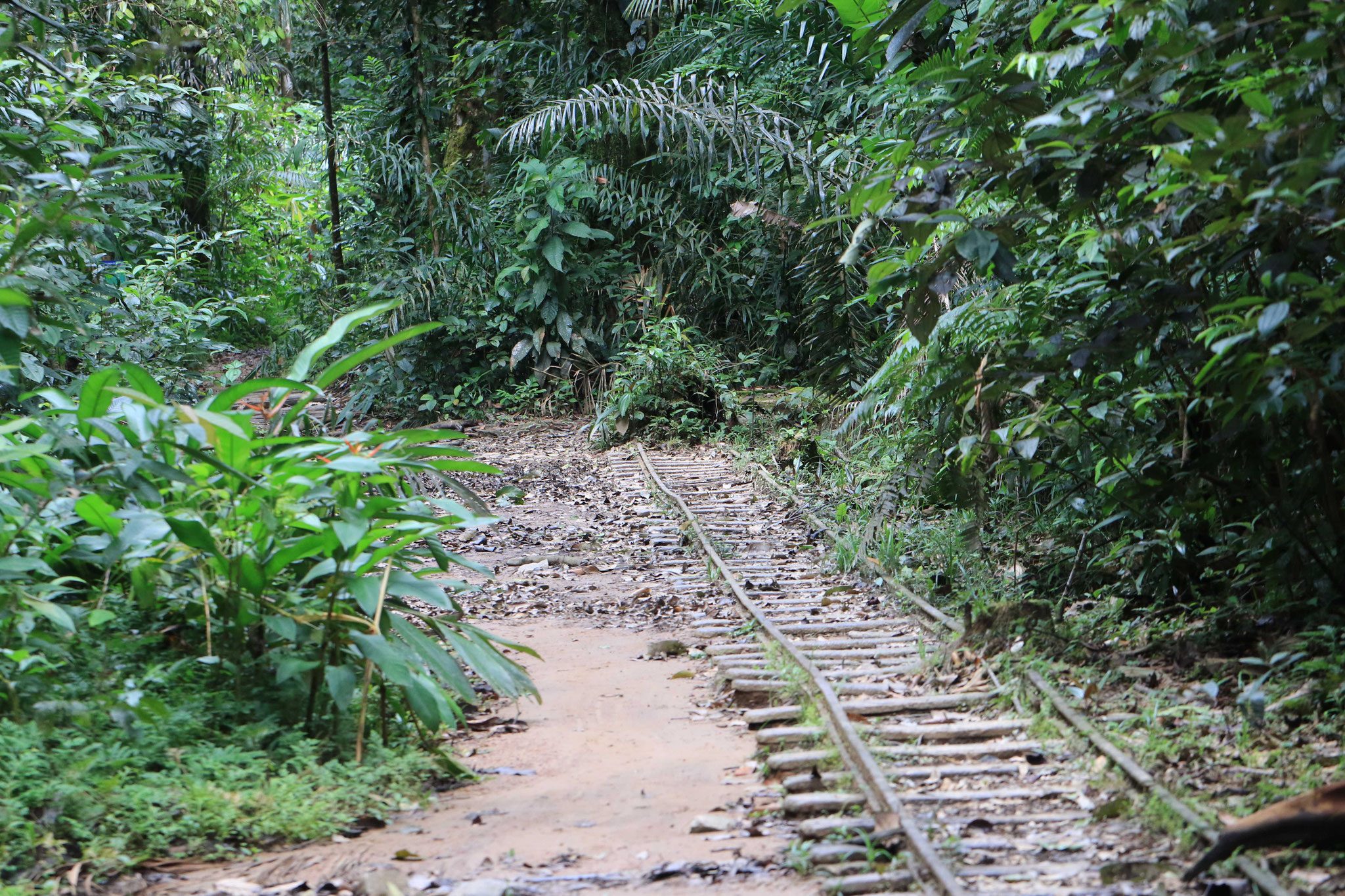 Sentier du bagne des annamites, forêt de repousse