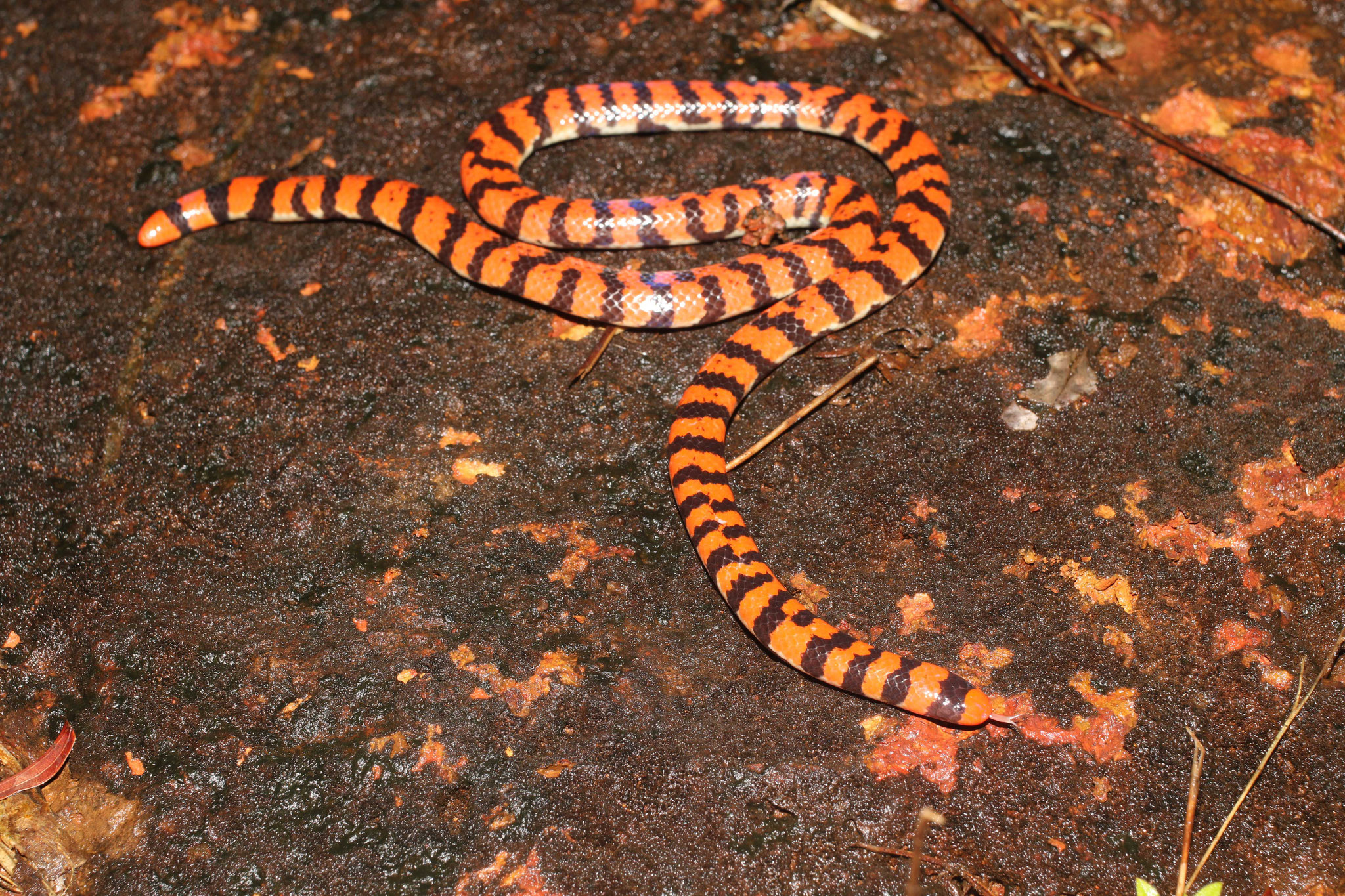 Anilius scytale