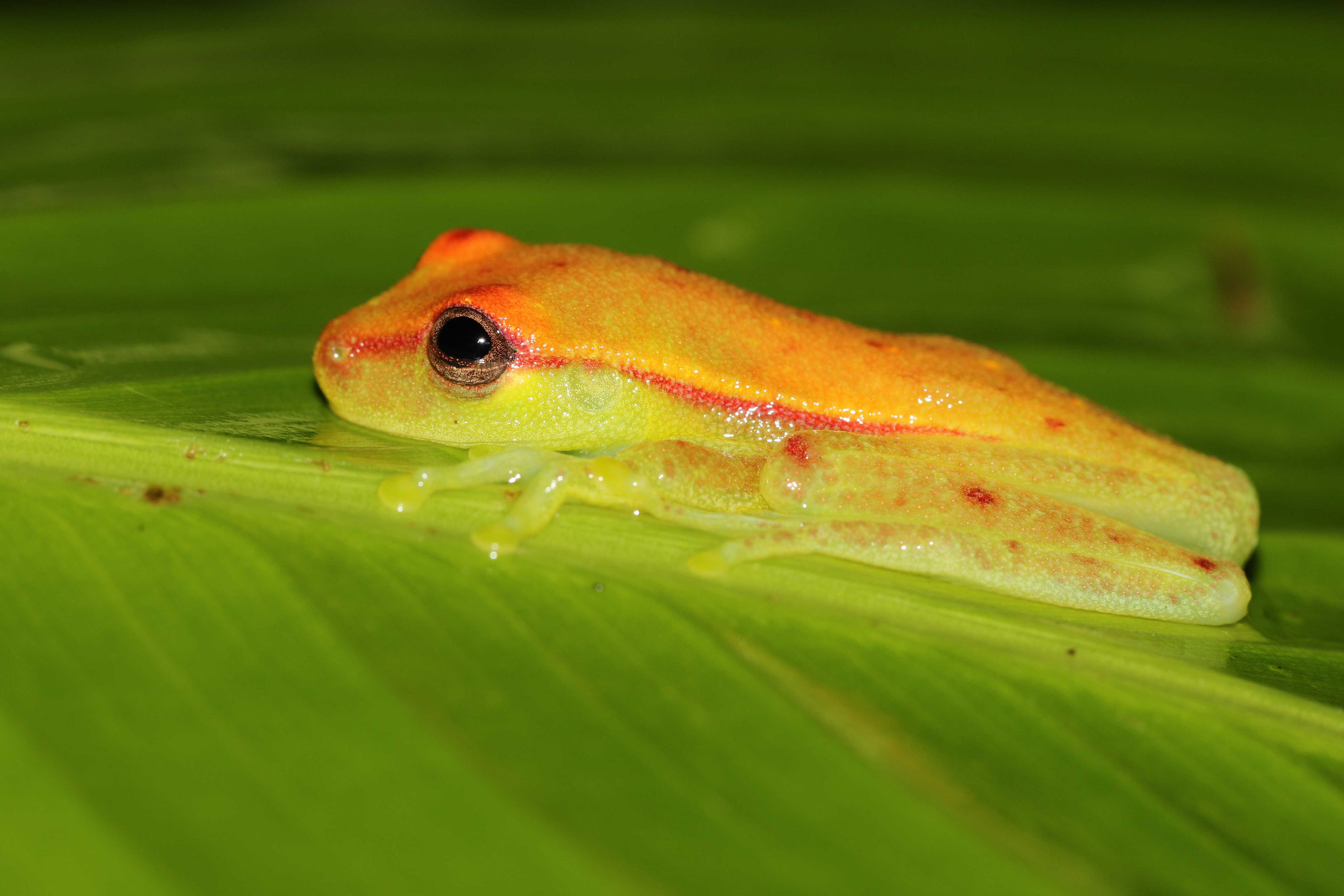 Boana punctata