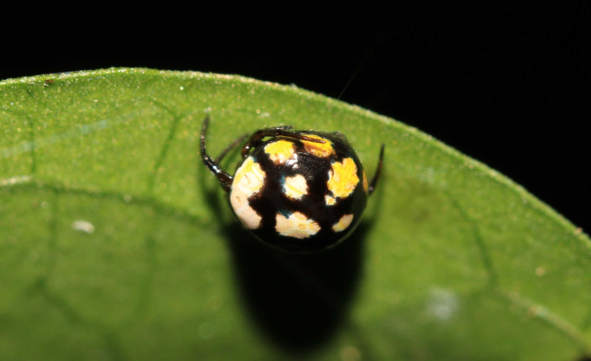 Hypognatha sp