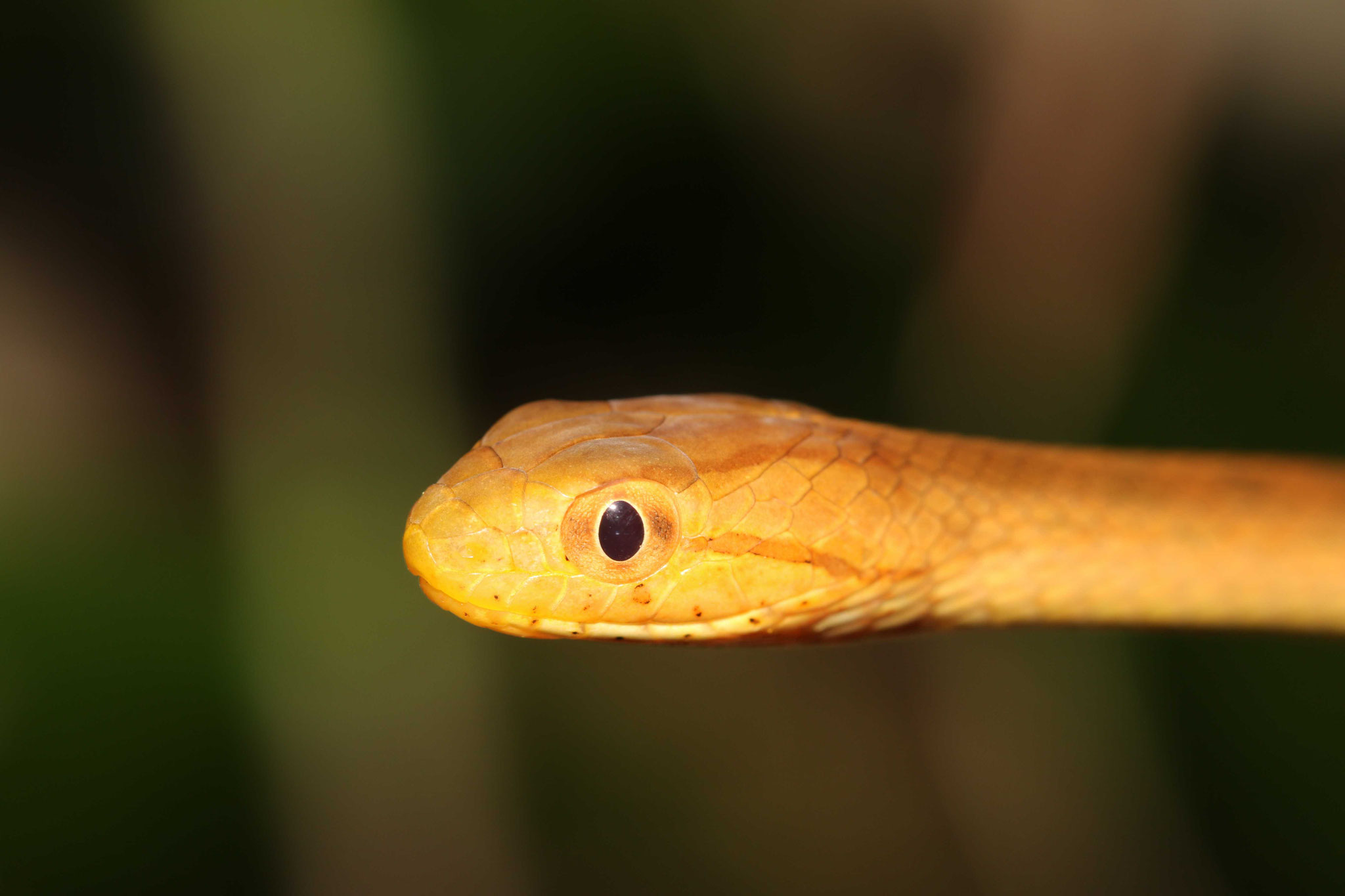 Thamnodynastes pallidus