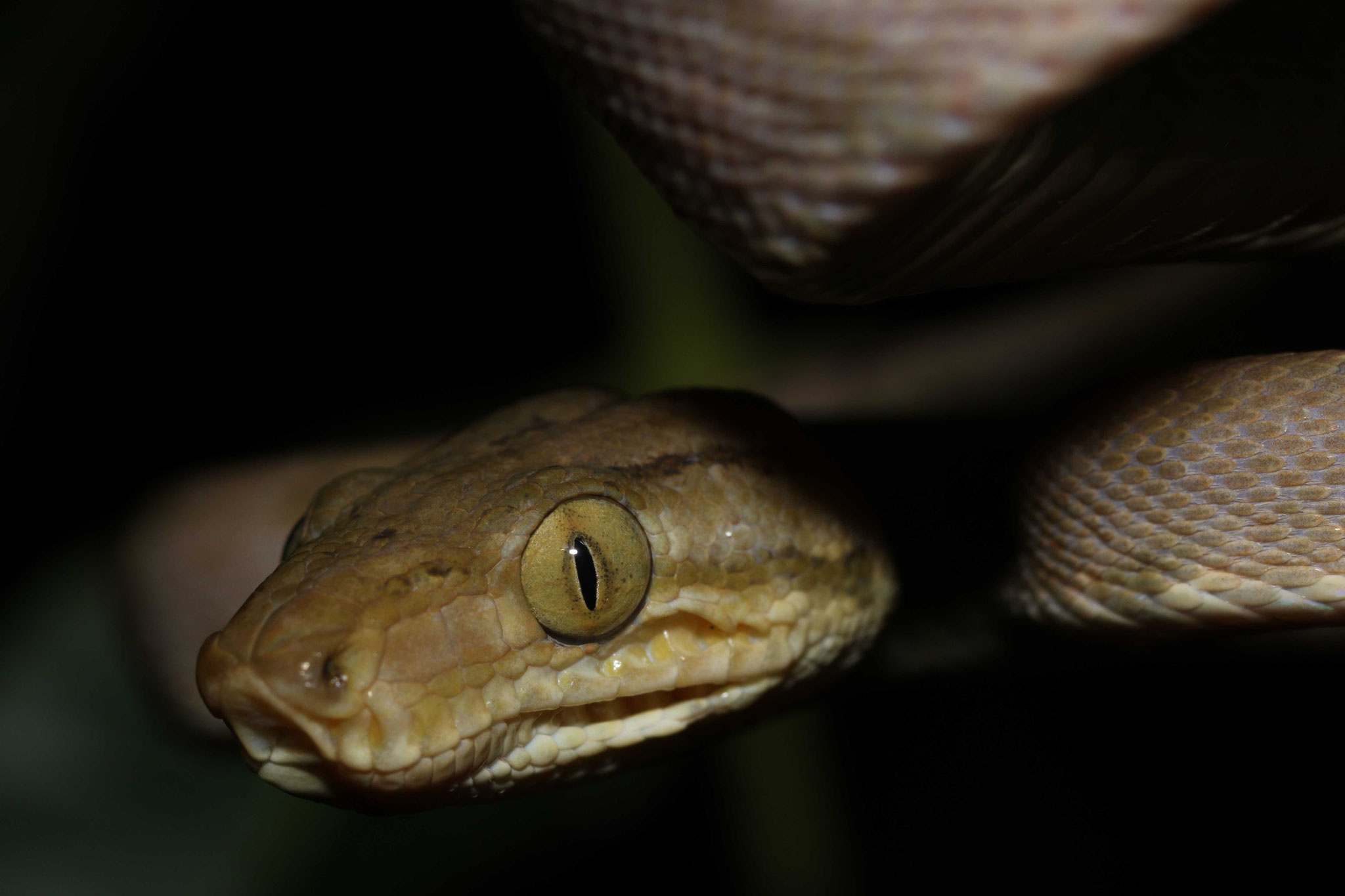 Corallus hortulana