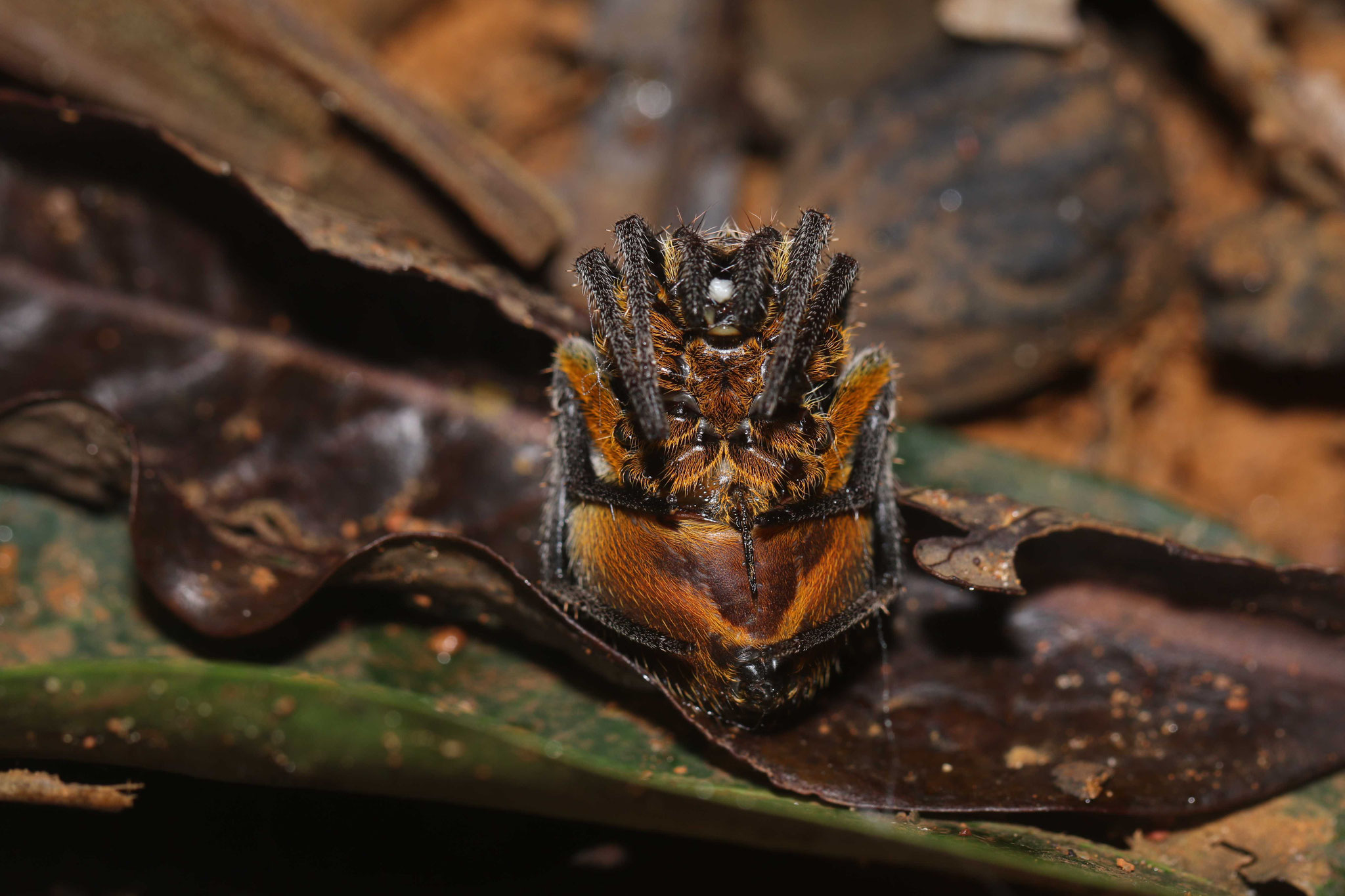 Eriophora fuliginea