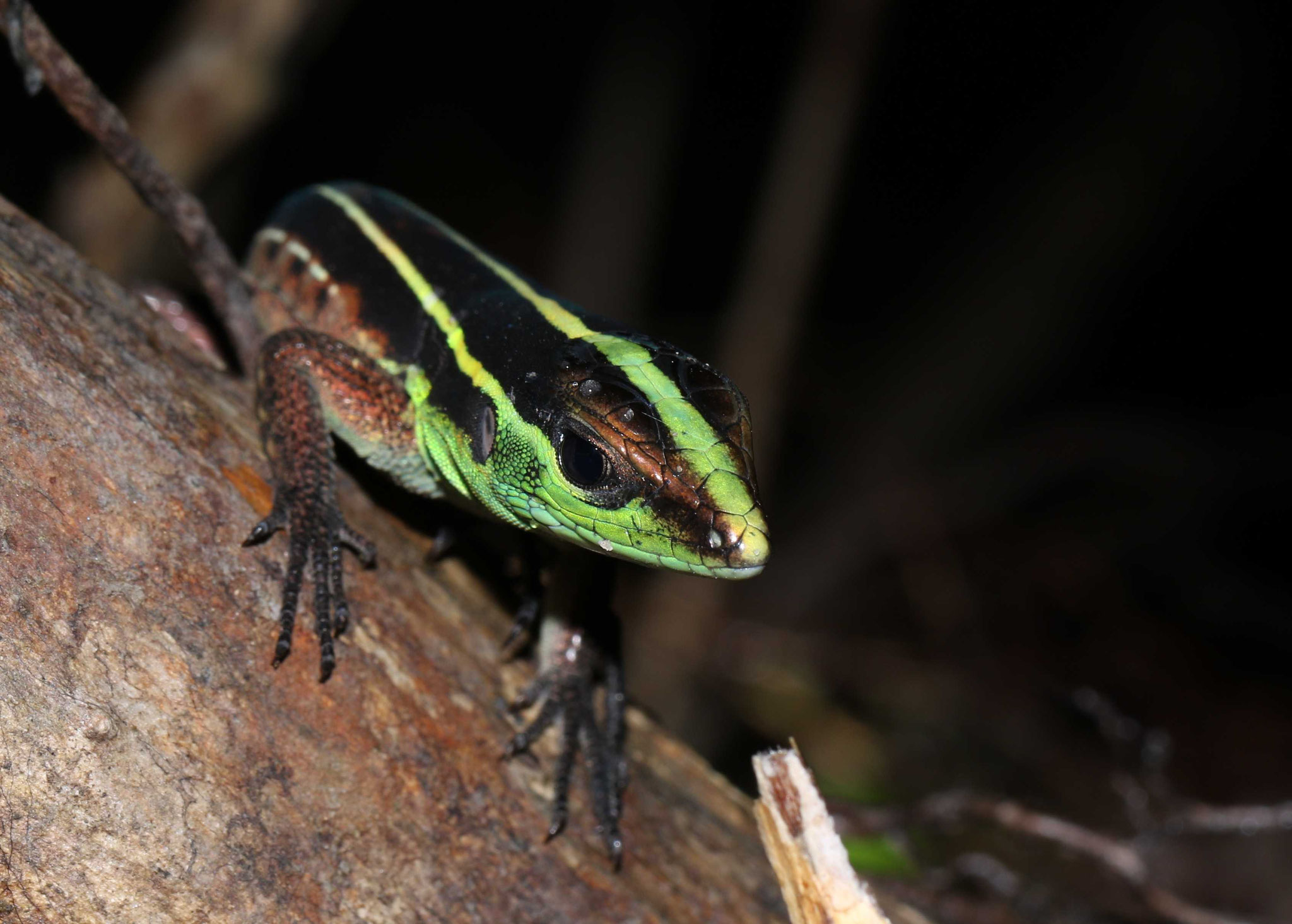 Kentropxy calcarata