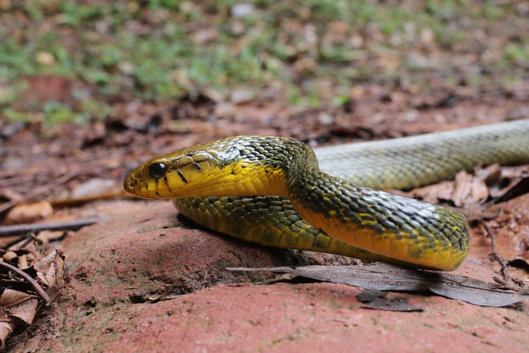 Spilotes sulphureus