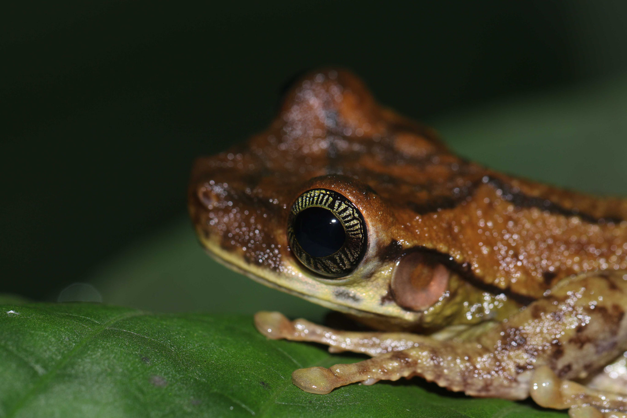 Osteocephalus taurinus