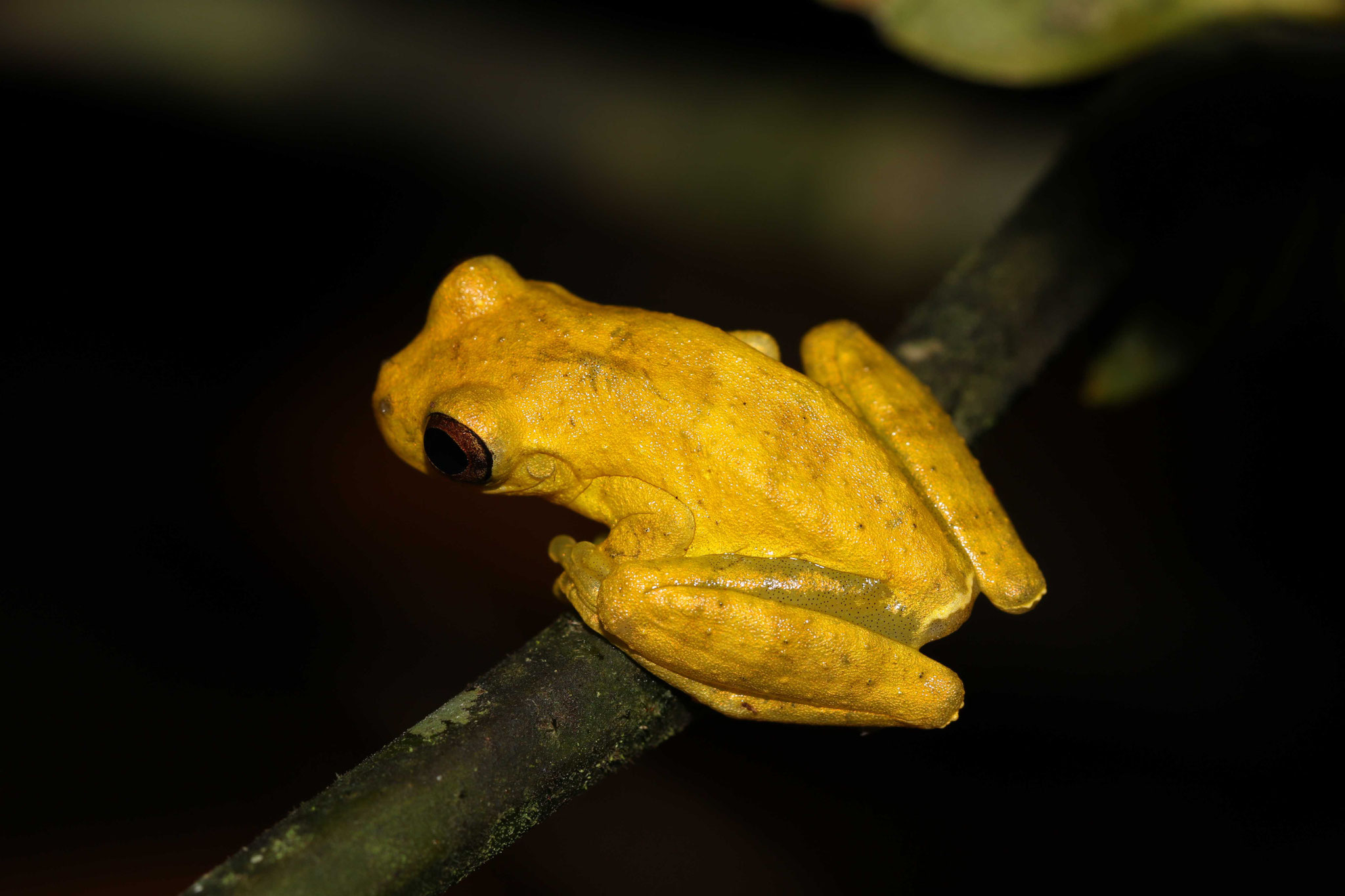 Dendropsophus minutus