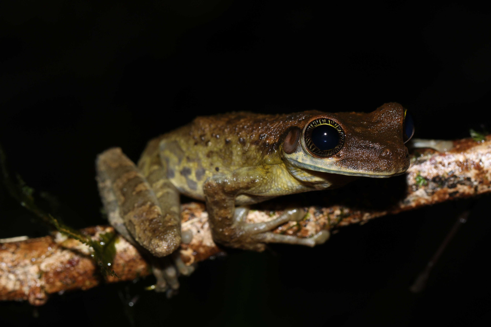 Osteocephalus taurinus