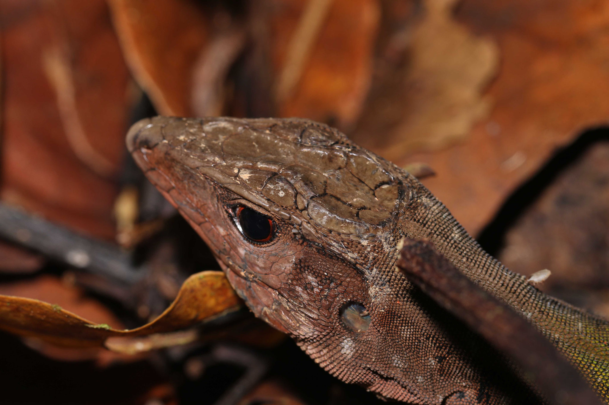 Kentropxy calcarata