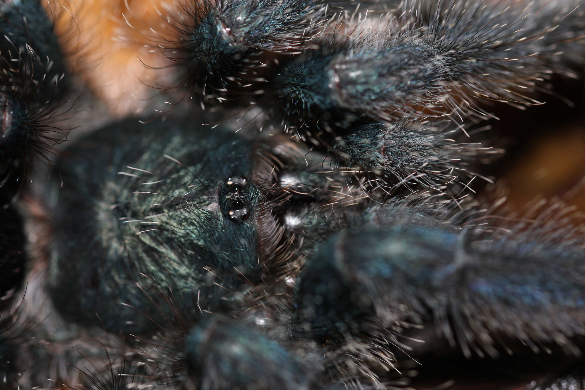 Avicularia avicularia