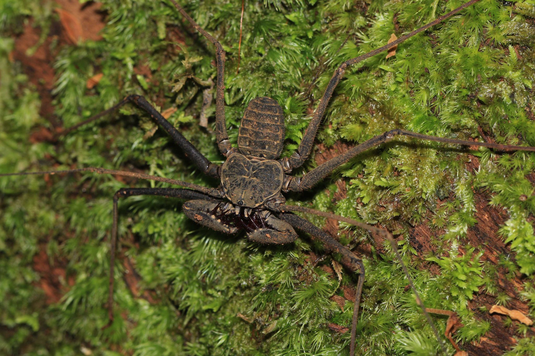 Heterophrynus longicornis