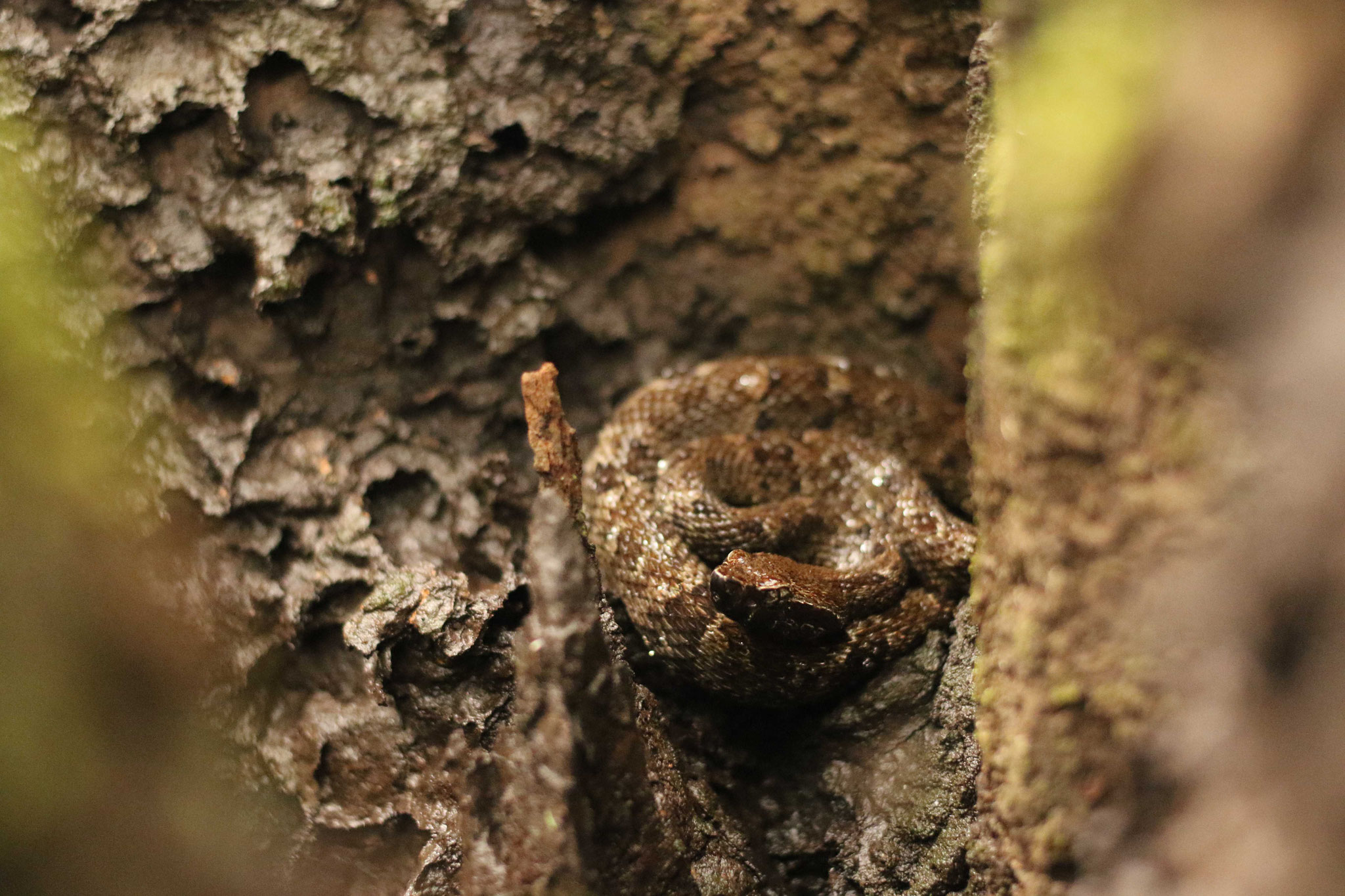 Bothrops atrox