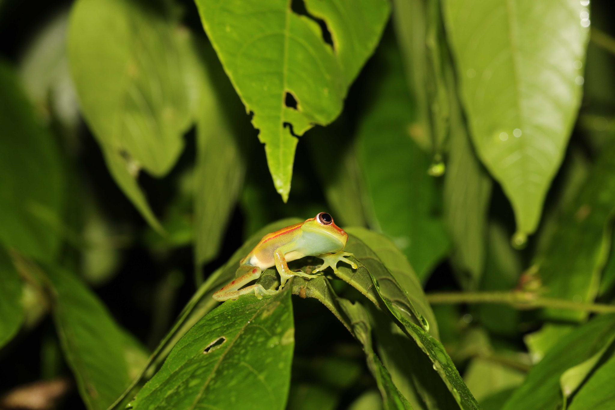 Boana punctata