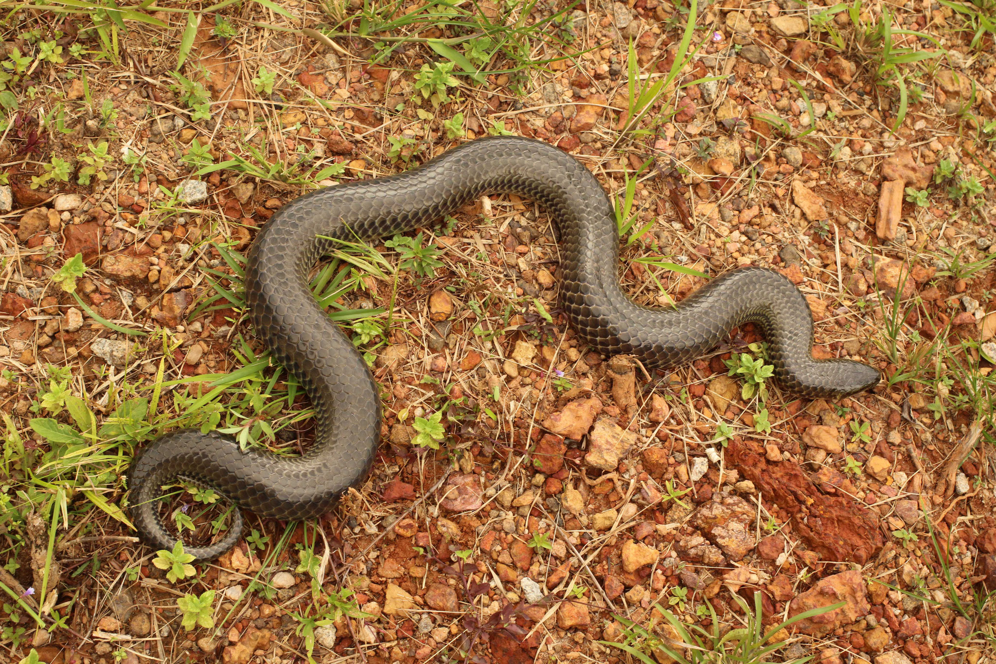 Pseudoeryx plicatilis