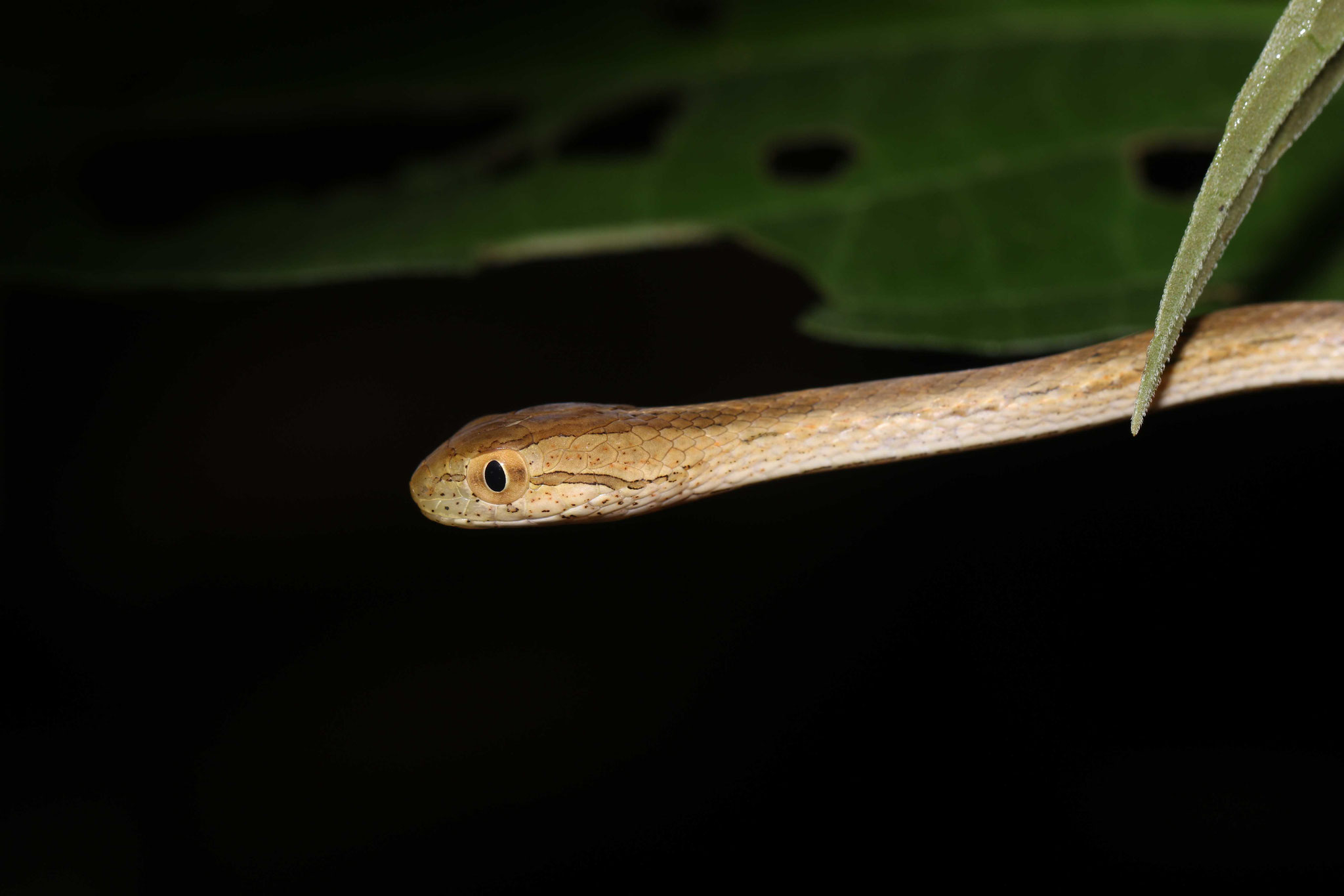 Thamnodynastes pallidus