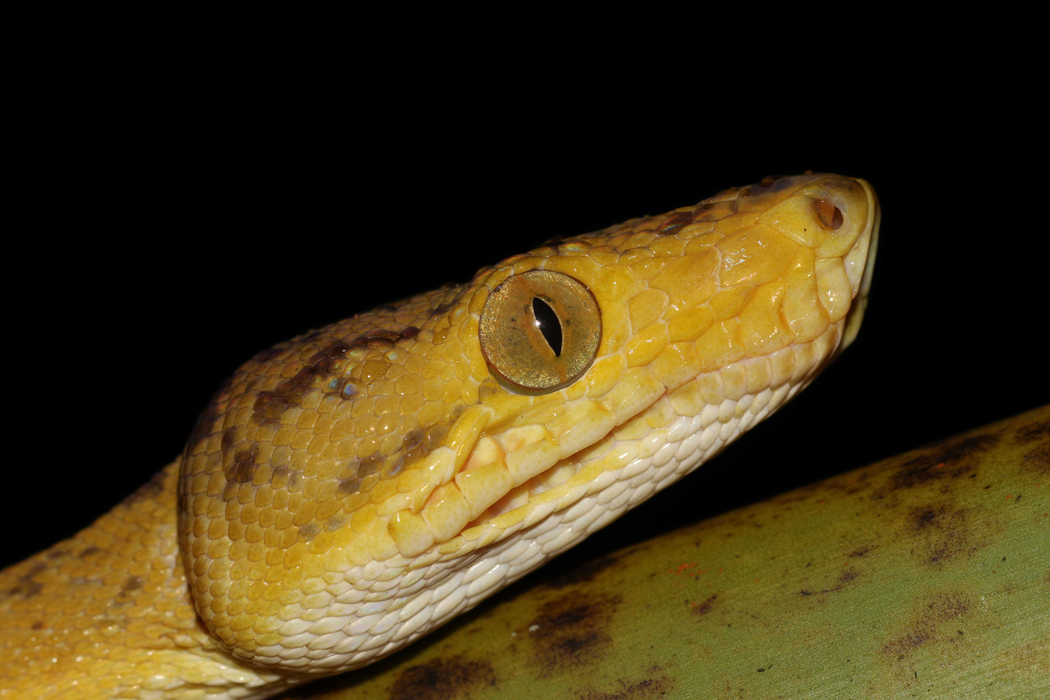 Corallus hortulana