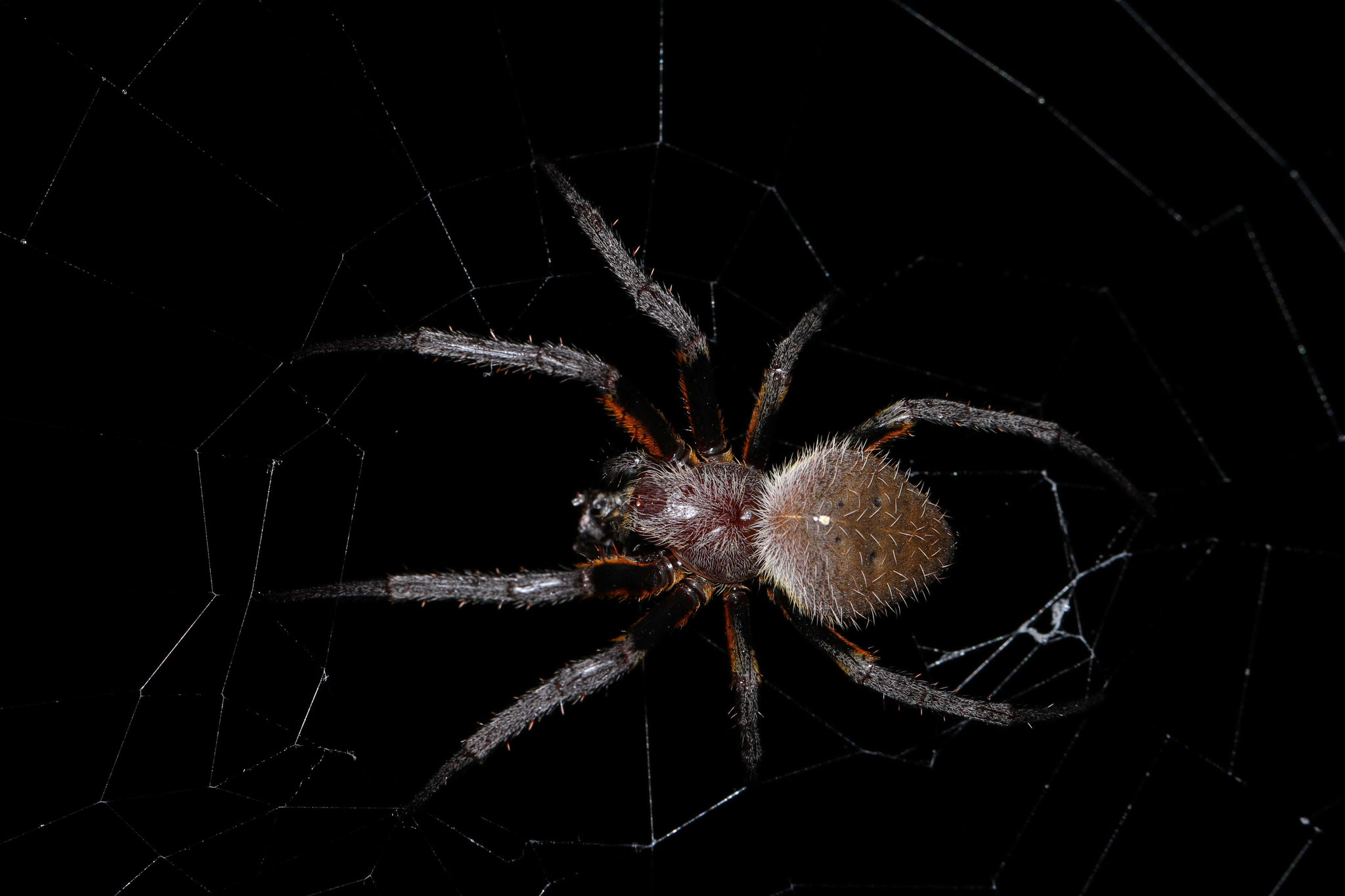 Eriophora fuliginea