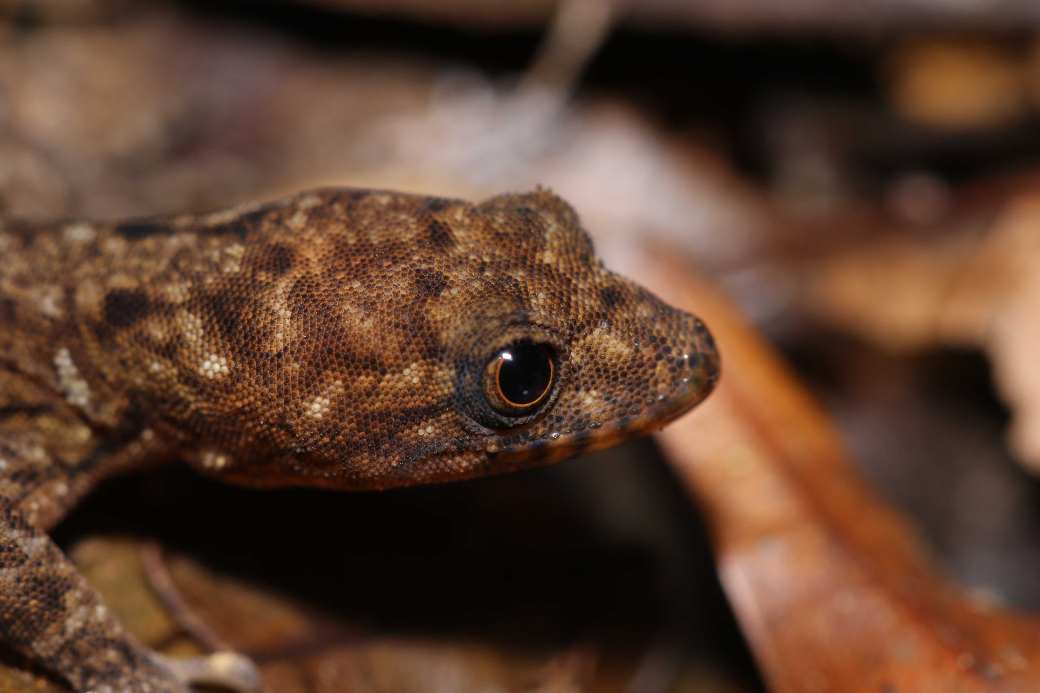 Gonatodes annularis