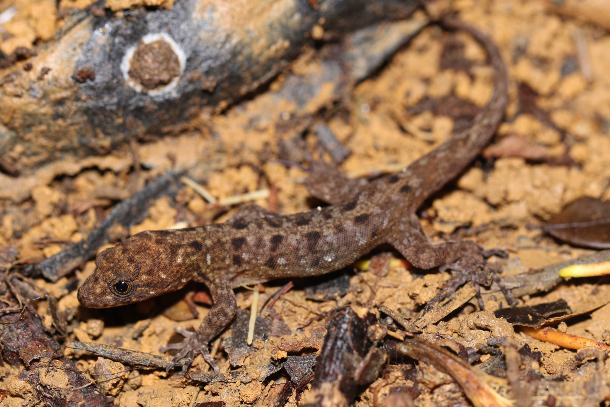 Gonatodes annularis