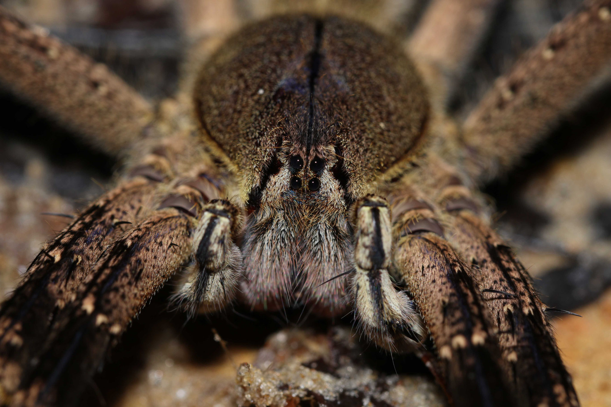 Phoneutria sp