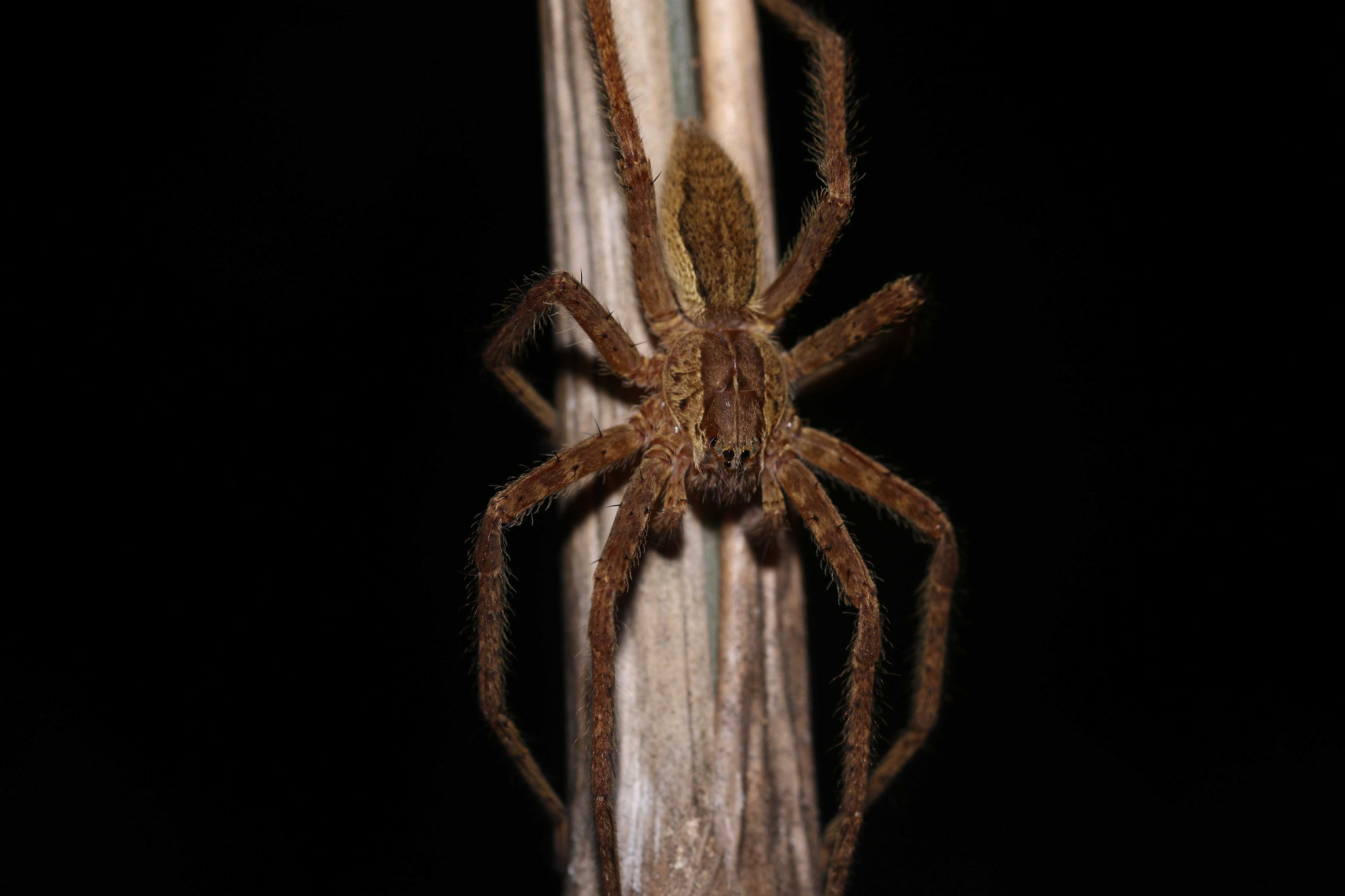 Cupiennius maronicus
