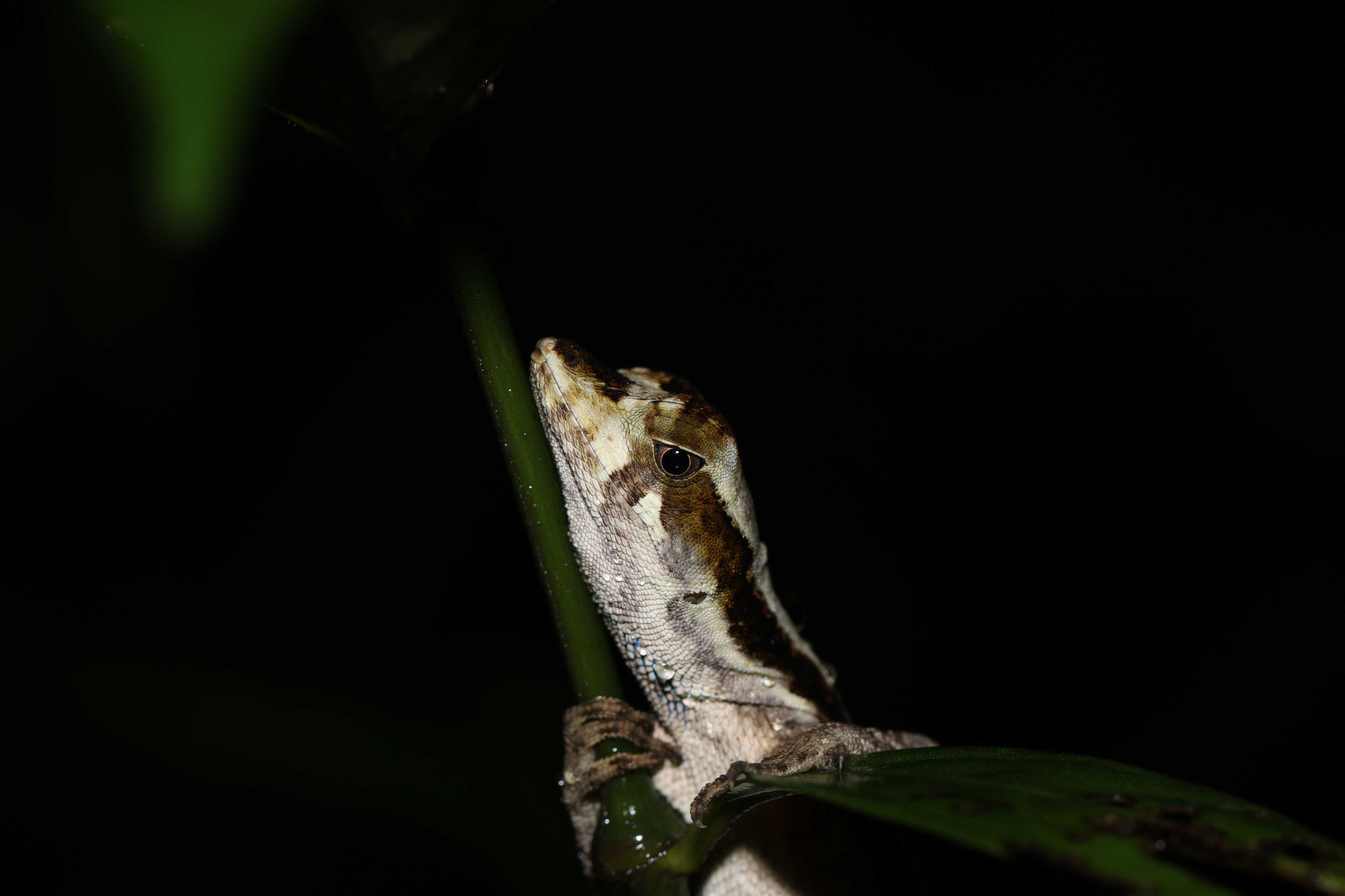 Anolis chrysolepis