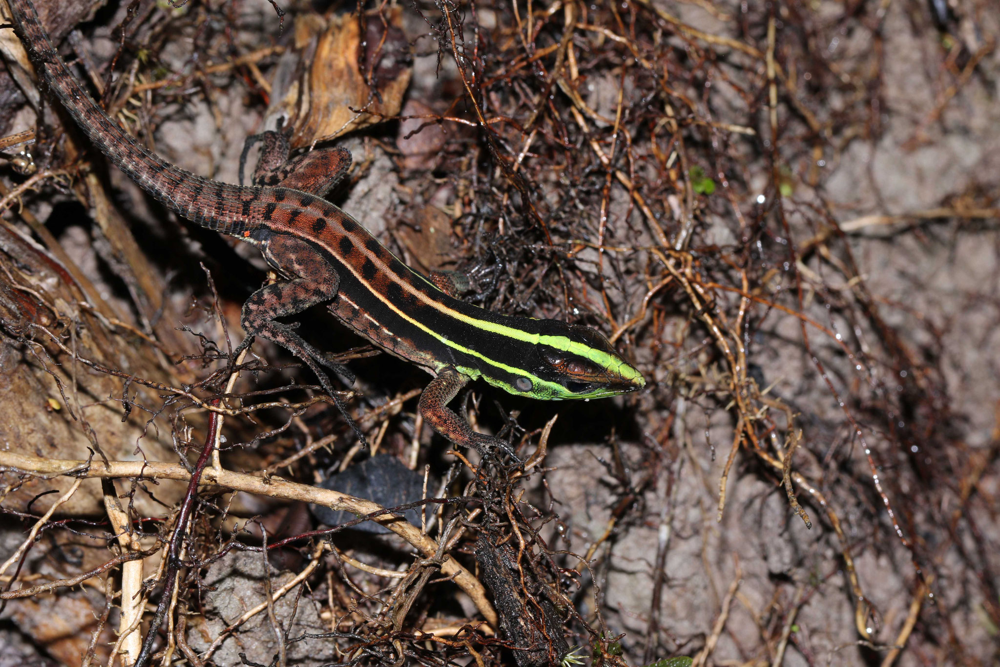 Kentropxy calcarata