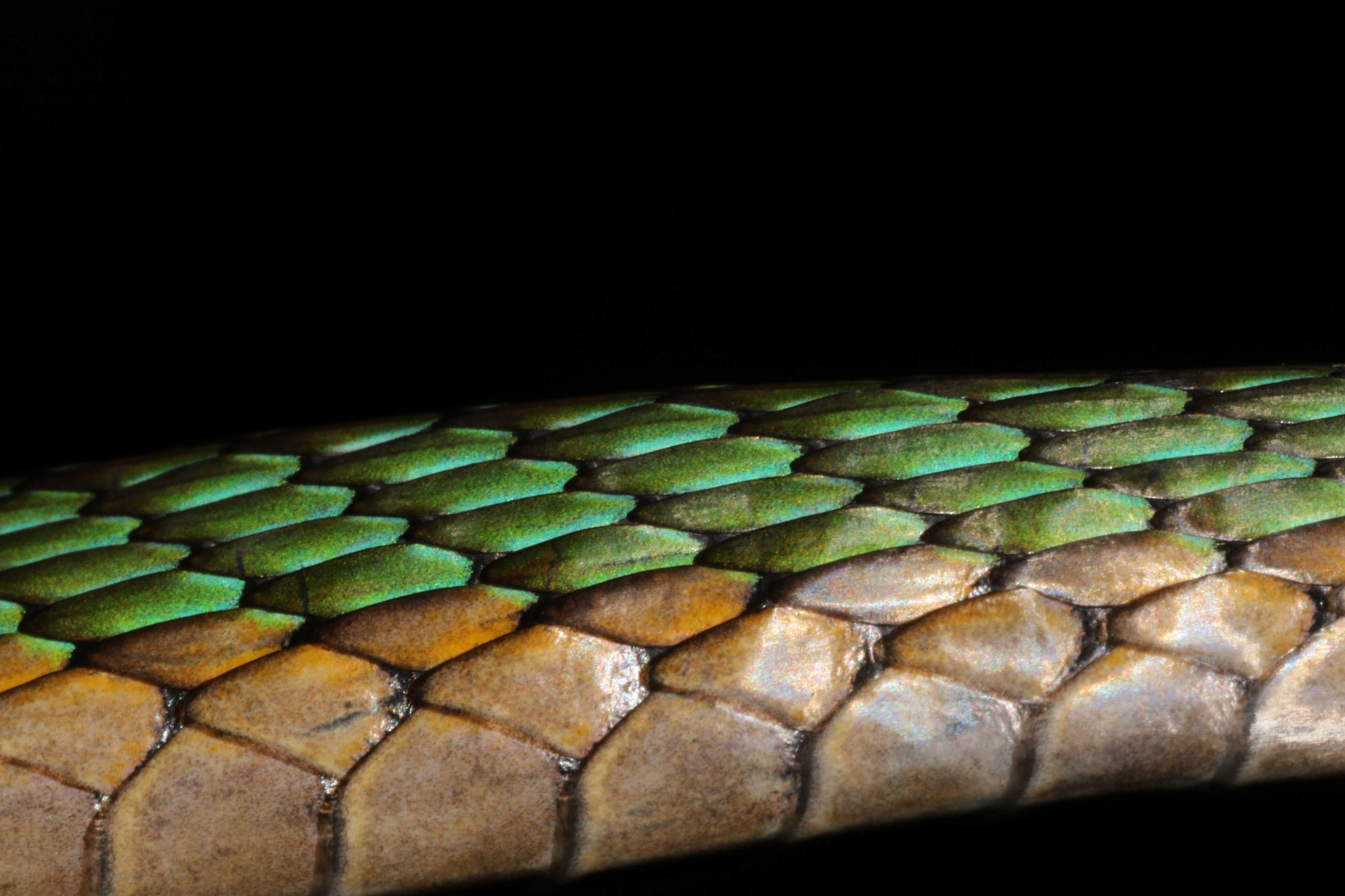 Leptophis ahaetulla