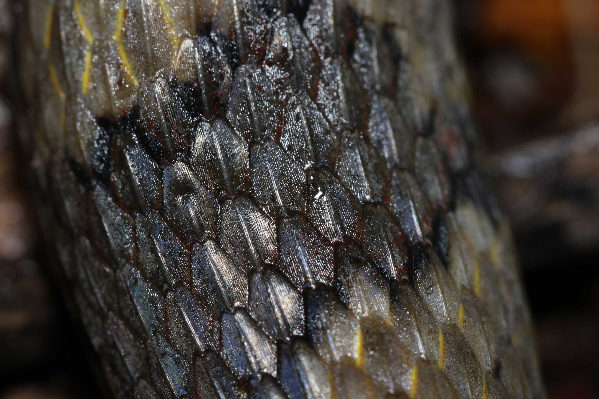 Helicops angulatus