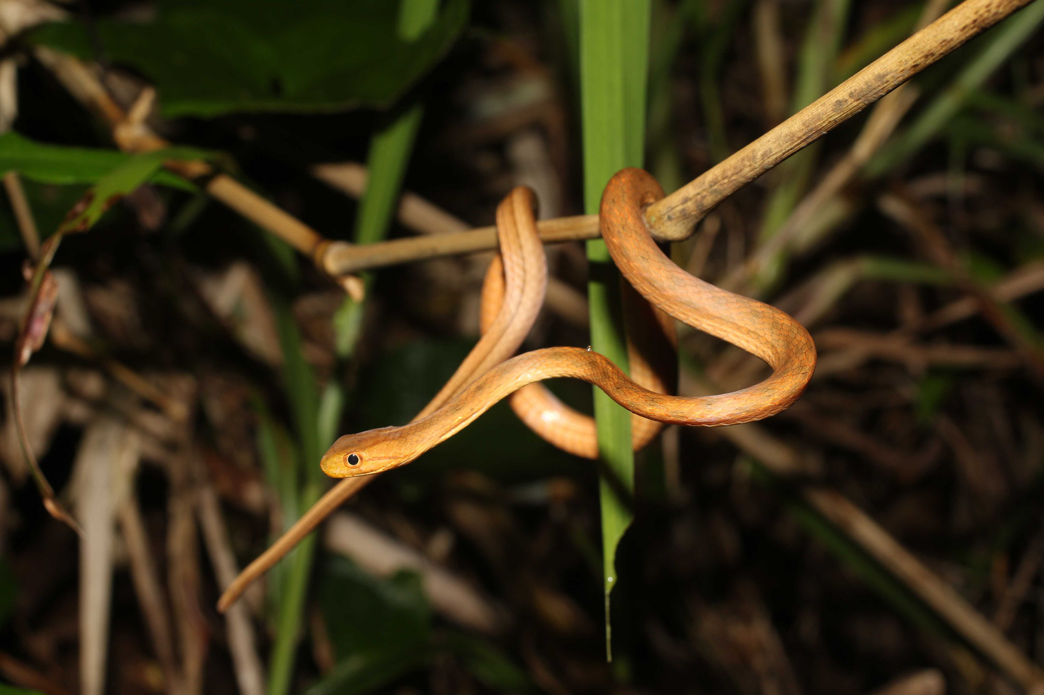 Thamnodynastes pallidus