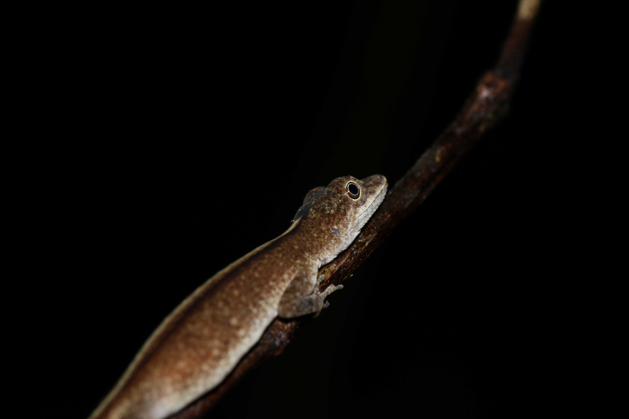 Anolis fuscoauratus