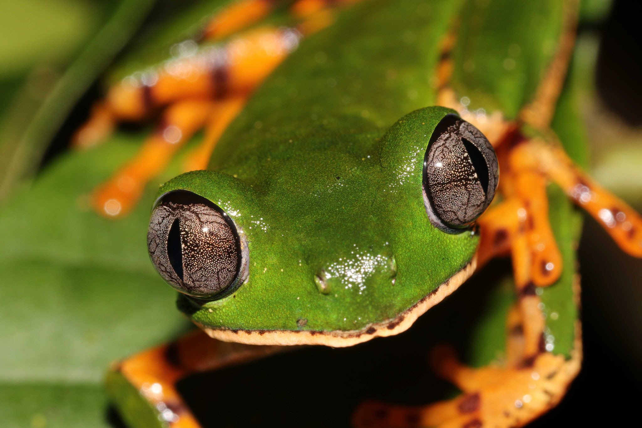 Callimedusa tomopterna