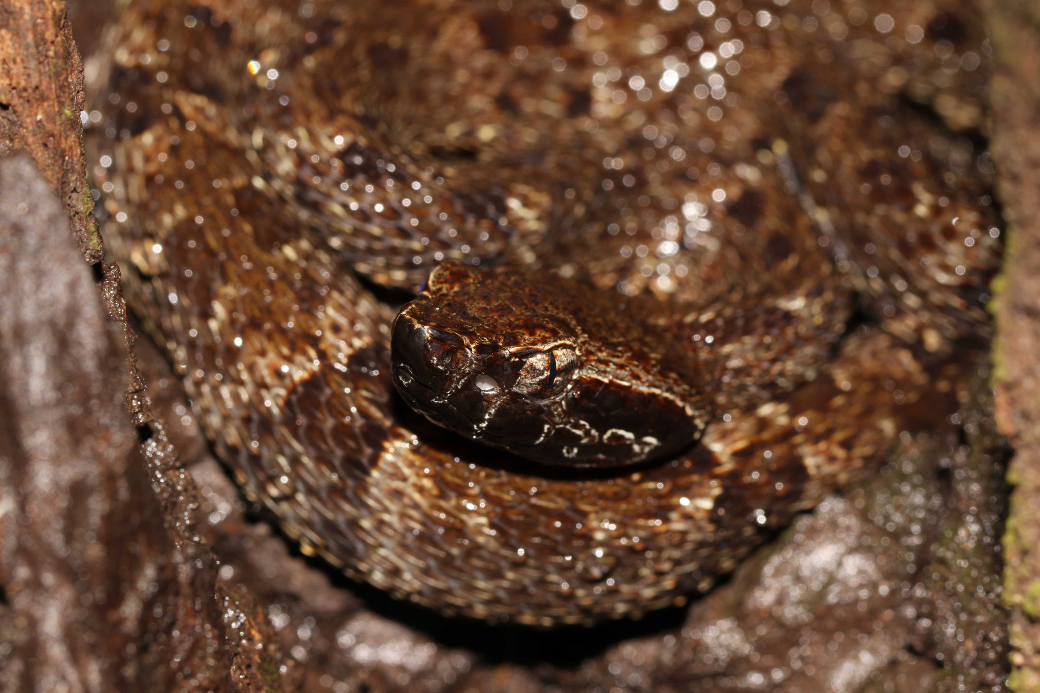 Bothrops atrox