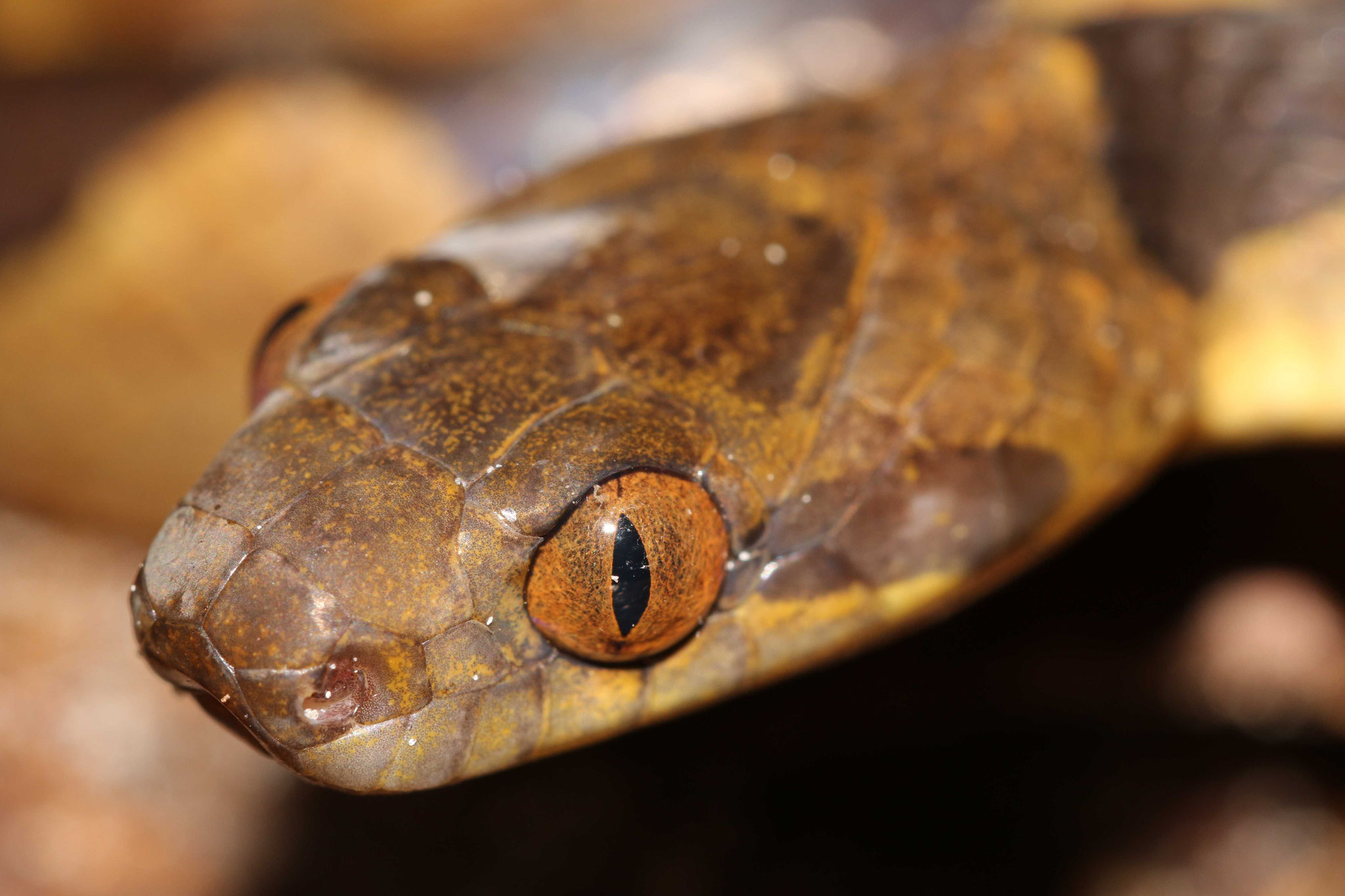 Leptodeira annulata