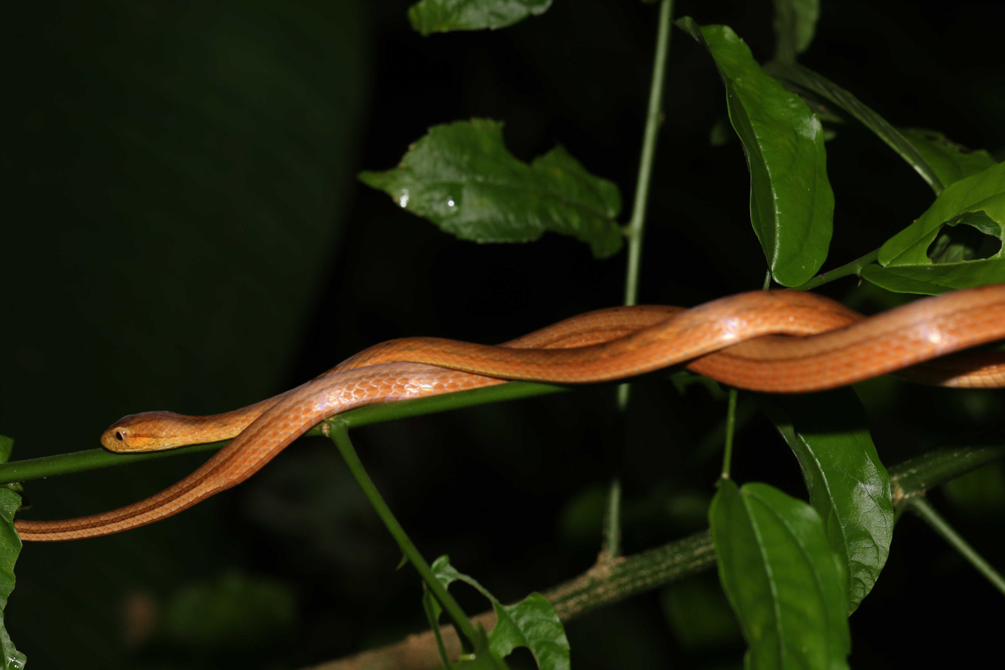 Thamnodynastes pallidus