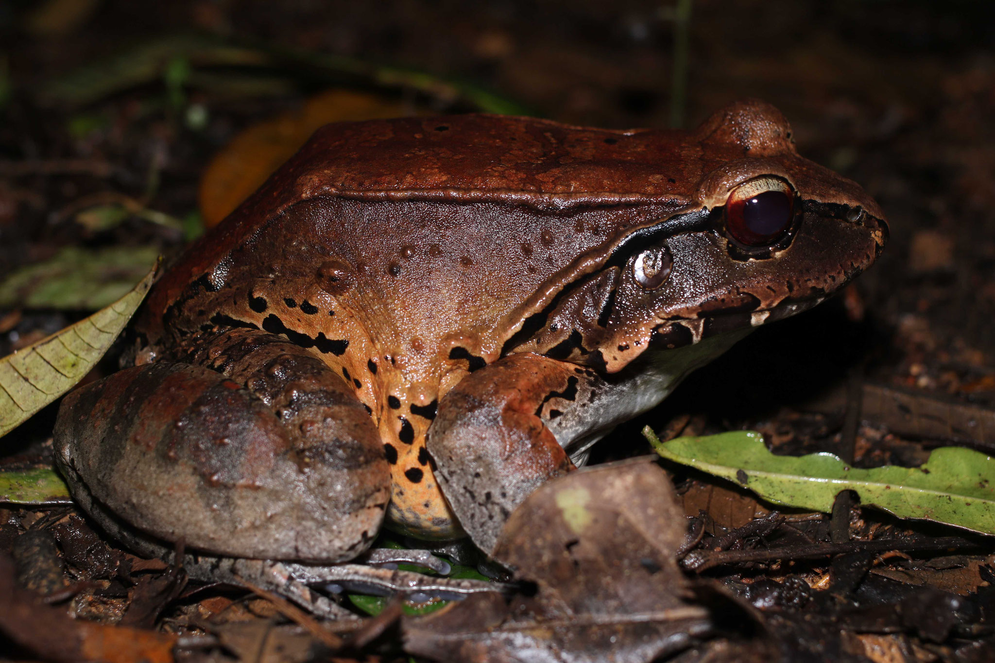 Leptodactylus knudseni