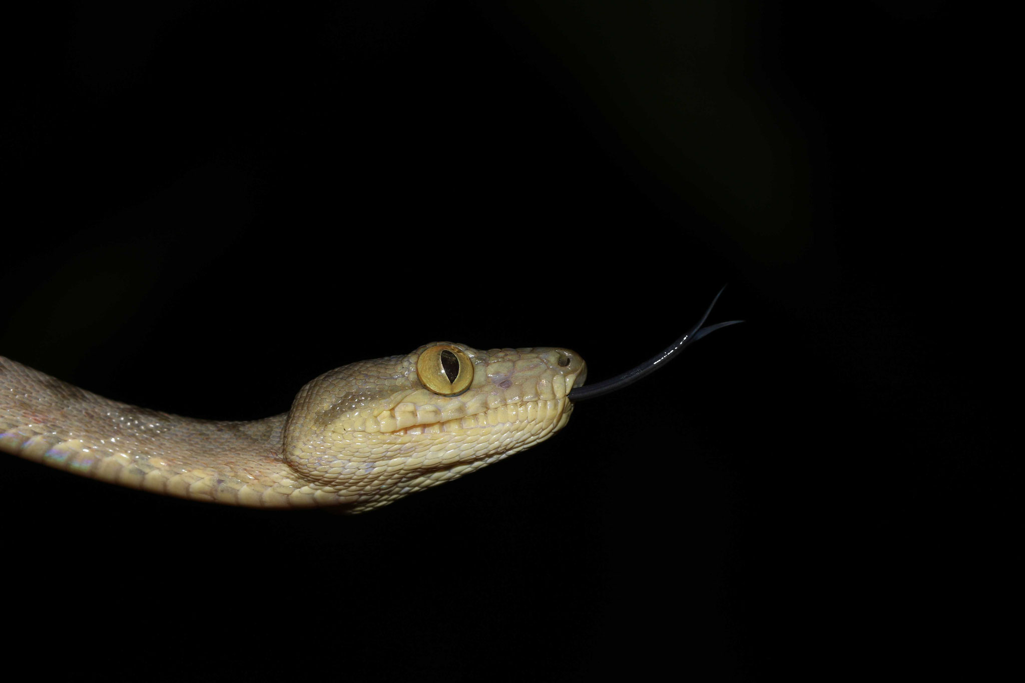 Corallus hortulana