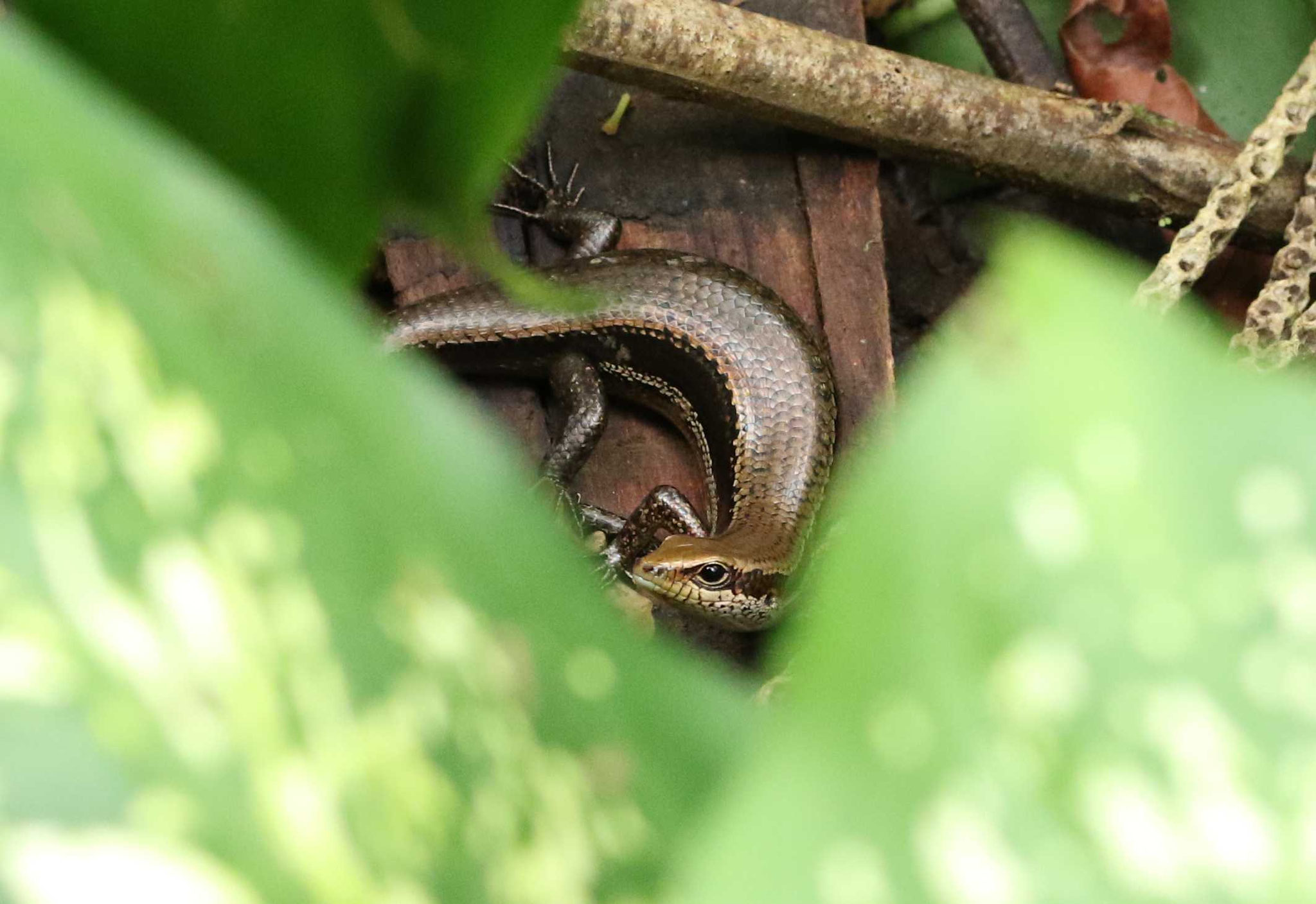 Copeoglossum nigropunctatum