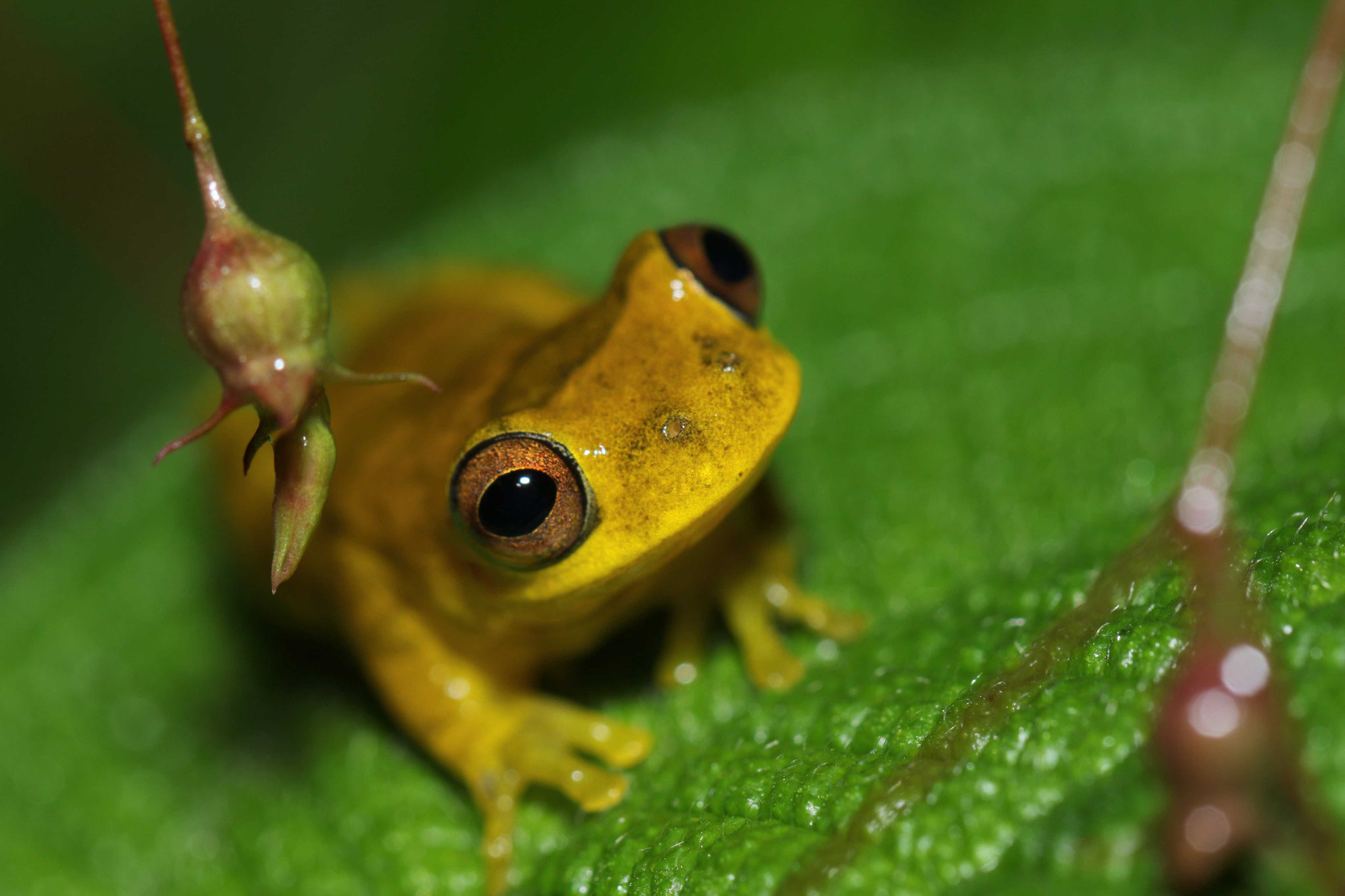 Dendropsophus minutus