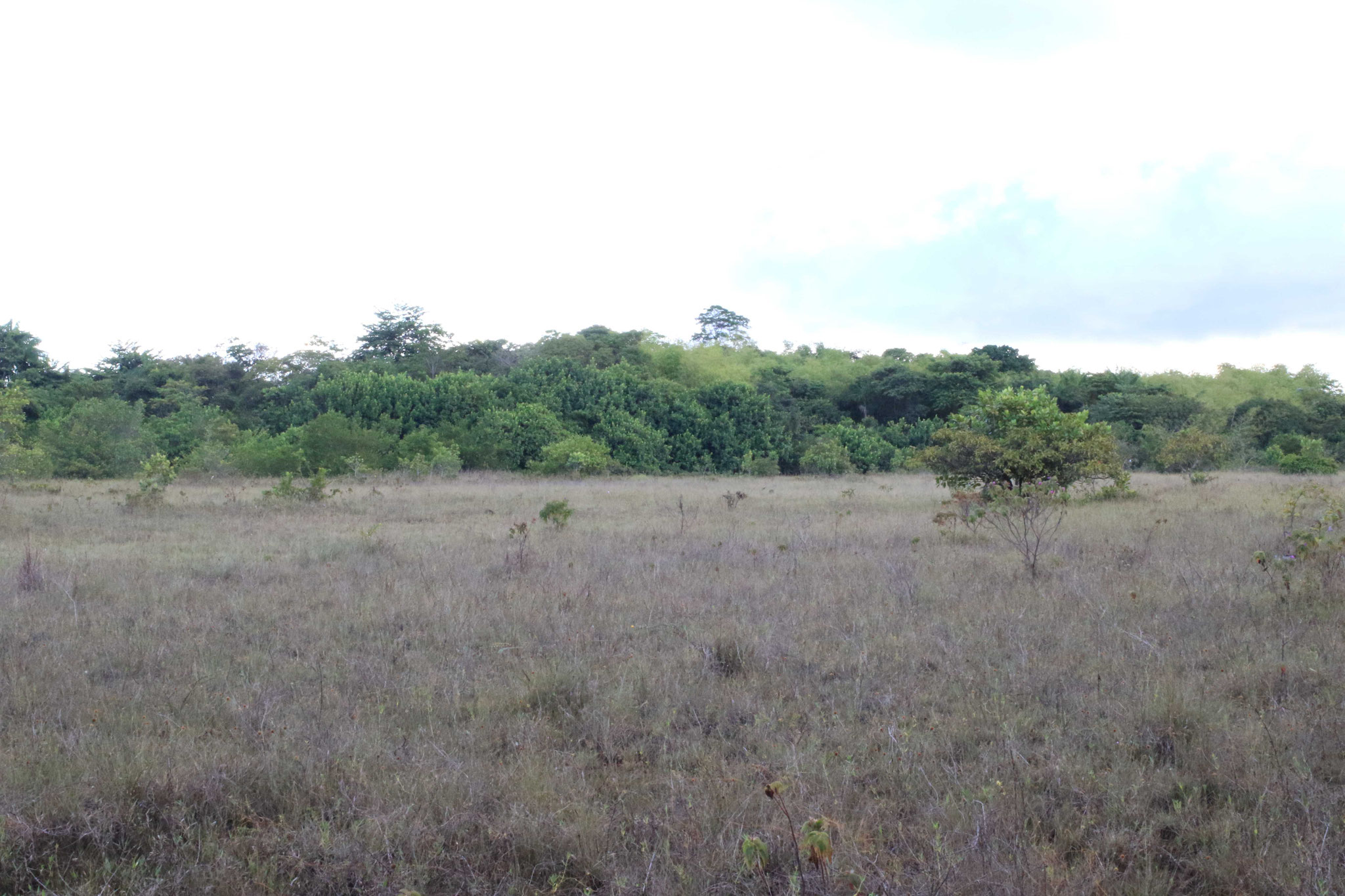 Savane littorale, Kourou