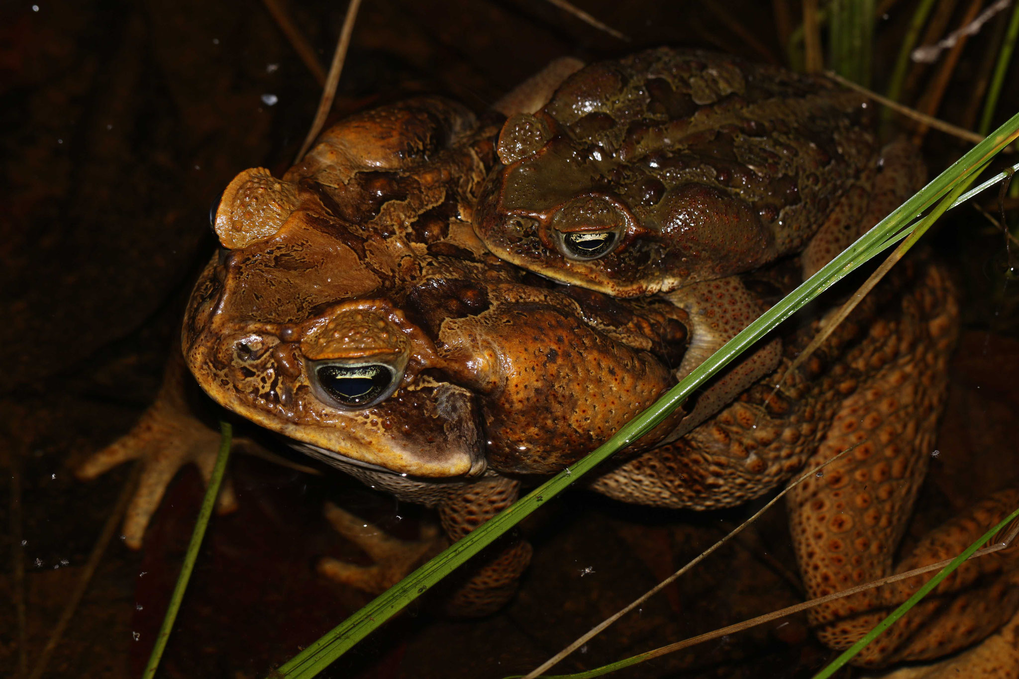 Rhinella marina