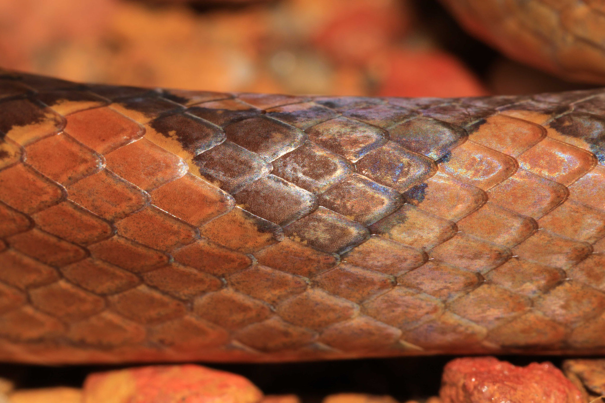 Leptodeira annulata