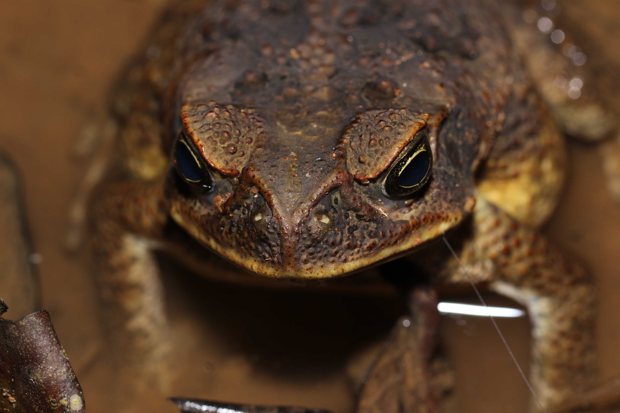 Rhinella marina