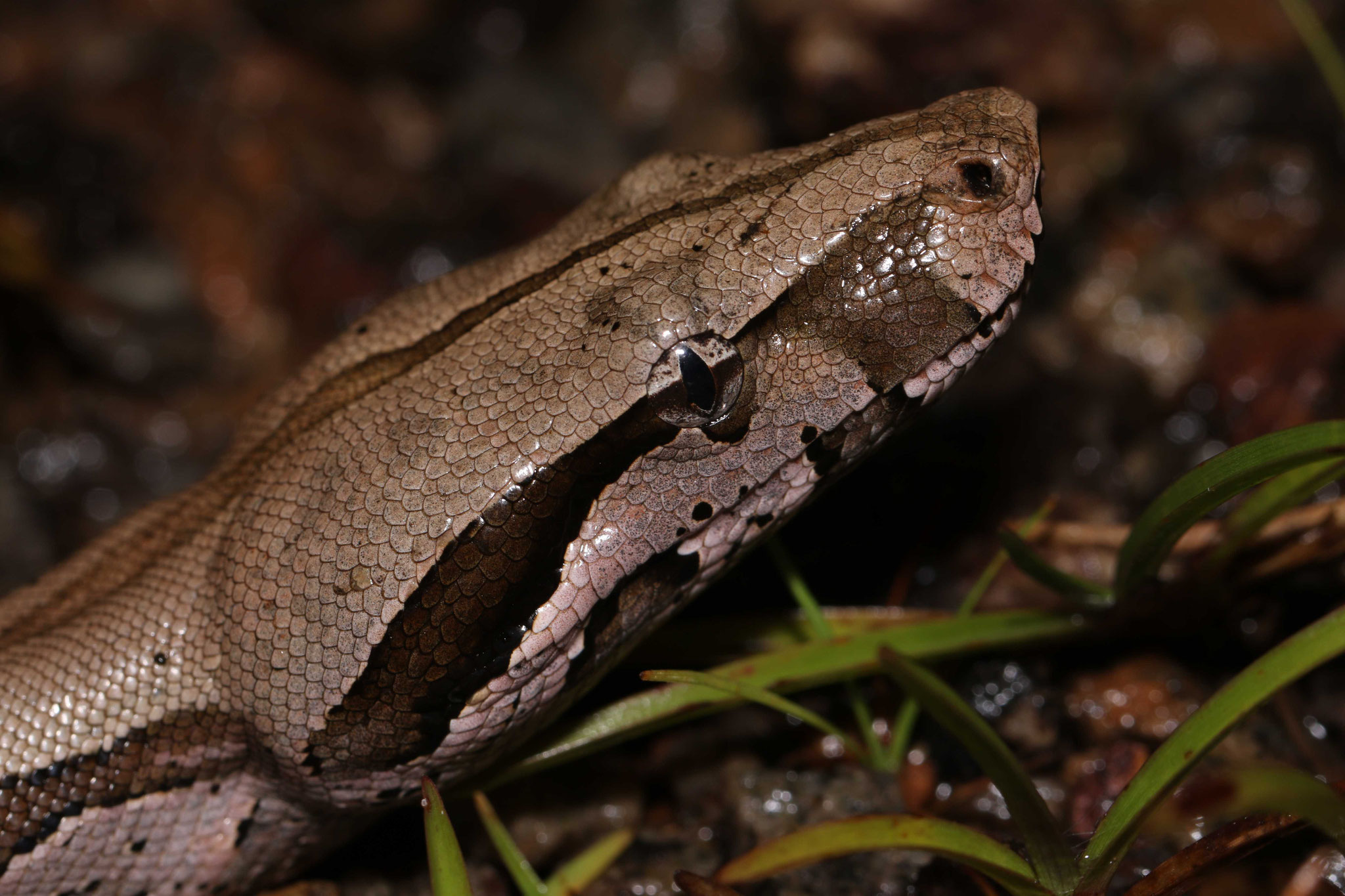 Boa constrictor