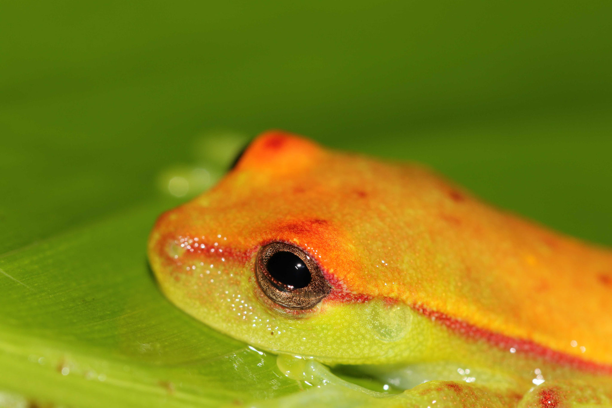 Boana punctata