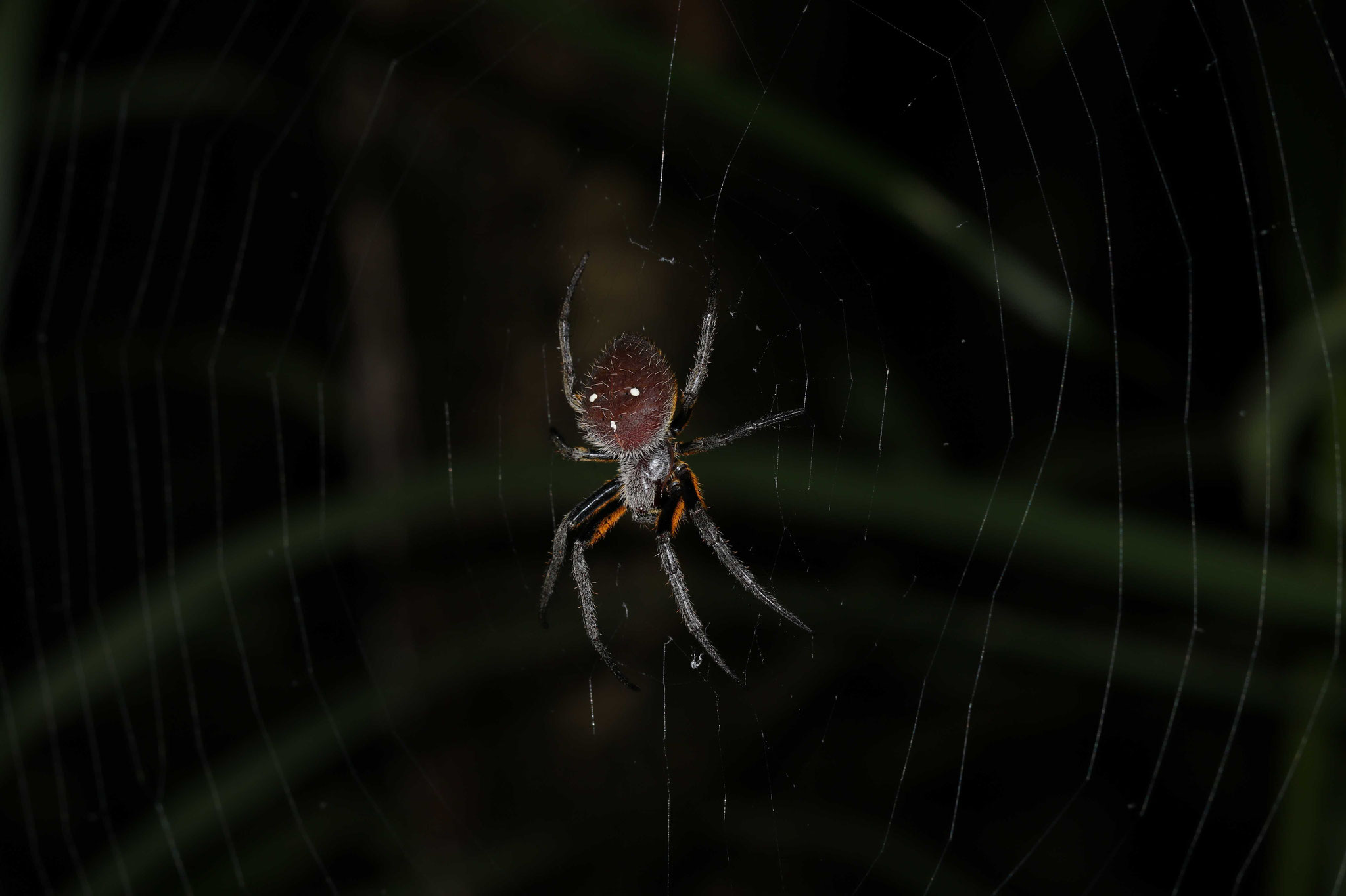 Eriophora fuliginea