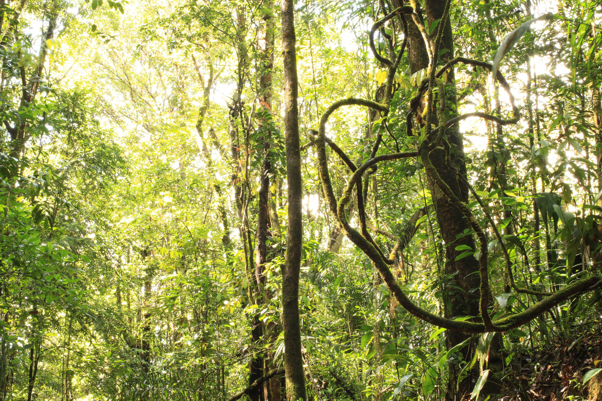 Sentier du bagne des annamites, forêt de repousse