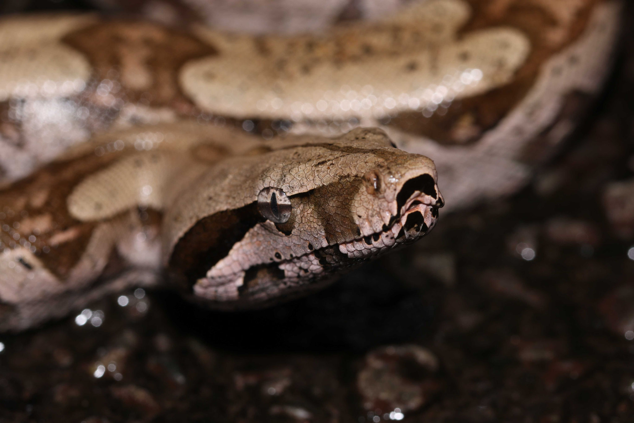 Boa constrictor